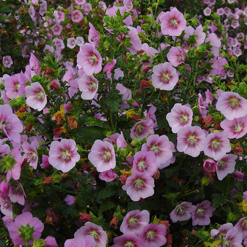 Kapmalve ‘Miss Pinky’