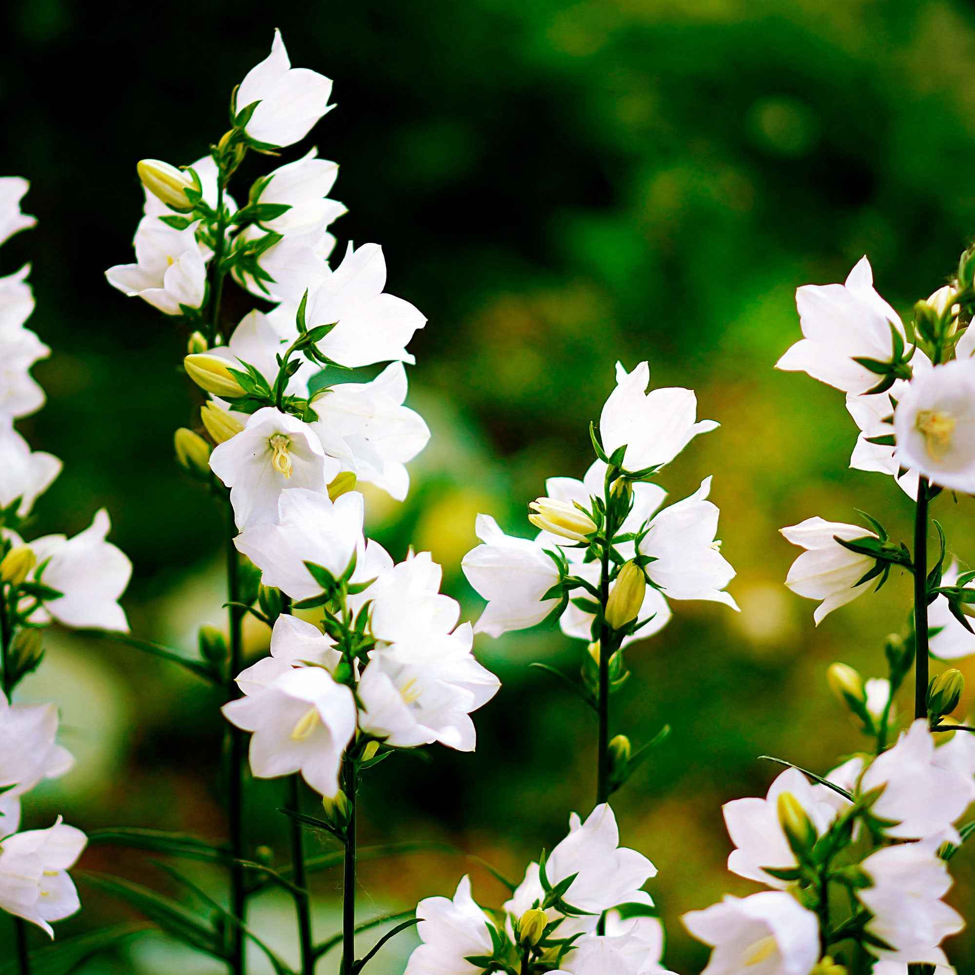 Karpaten-Glockenblume 'Alba'