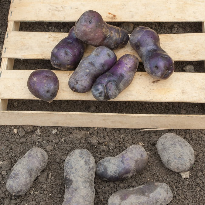 Kartoffel ‘Bleue d’Artois®’ (x10) - Image 3