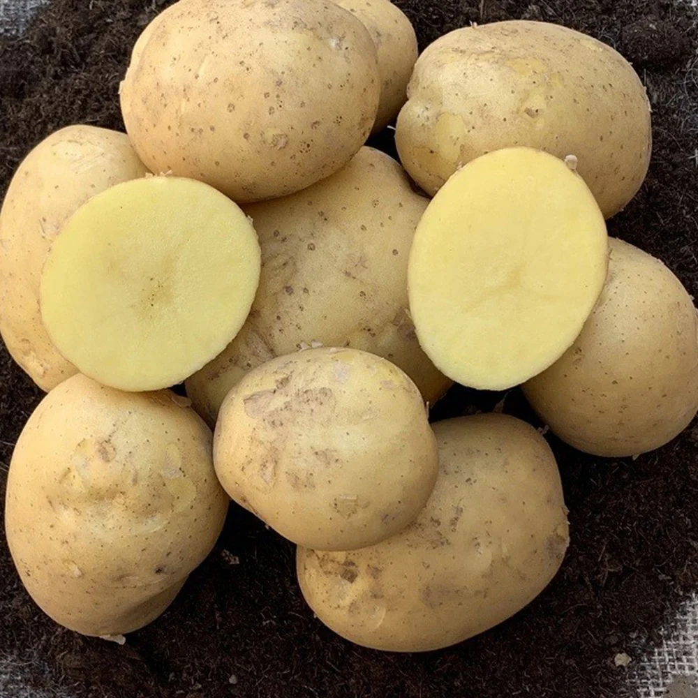 Kartoffel ‘Étincelle’ (x25)
