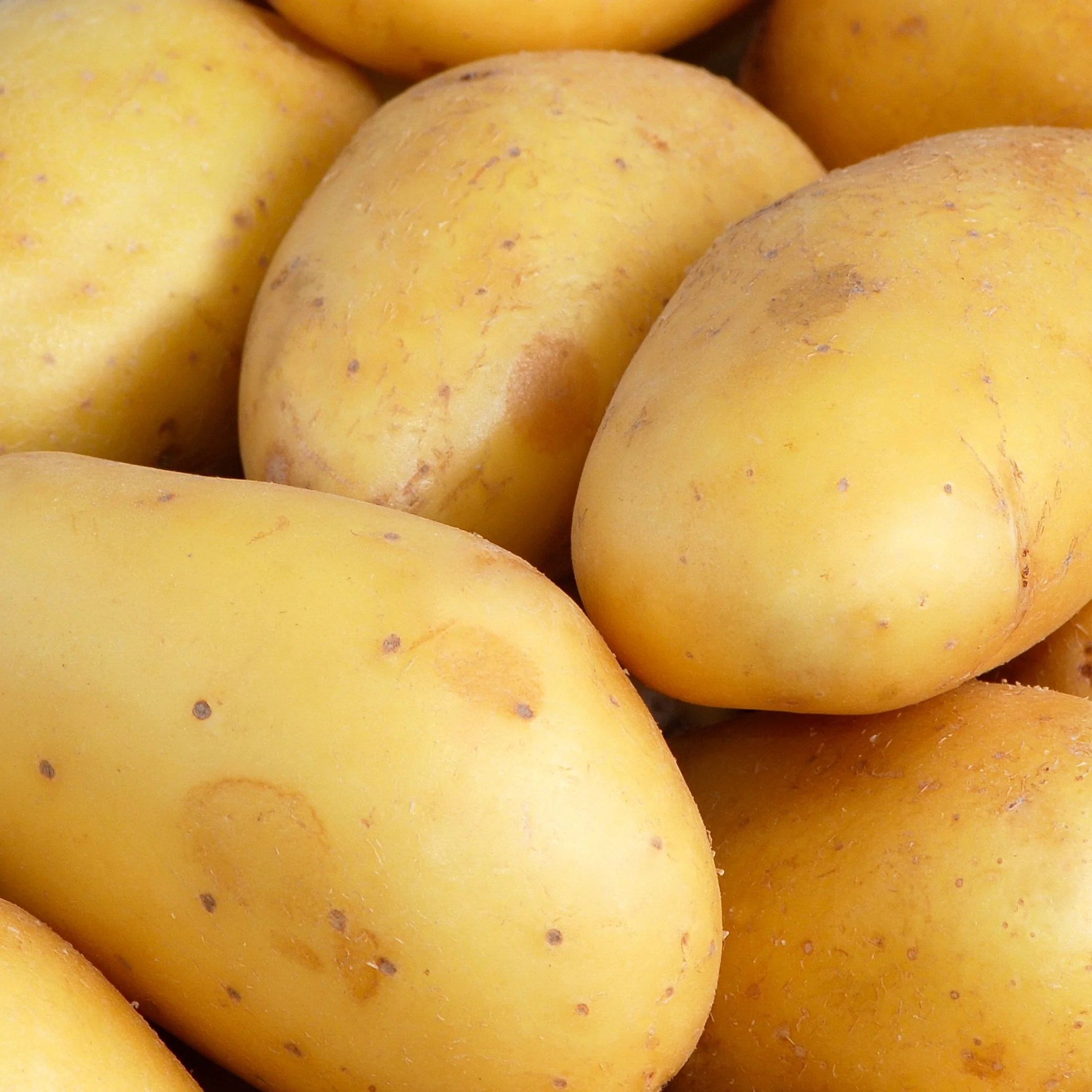 Kartoffel 'Goldmarie' (x25)