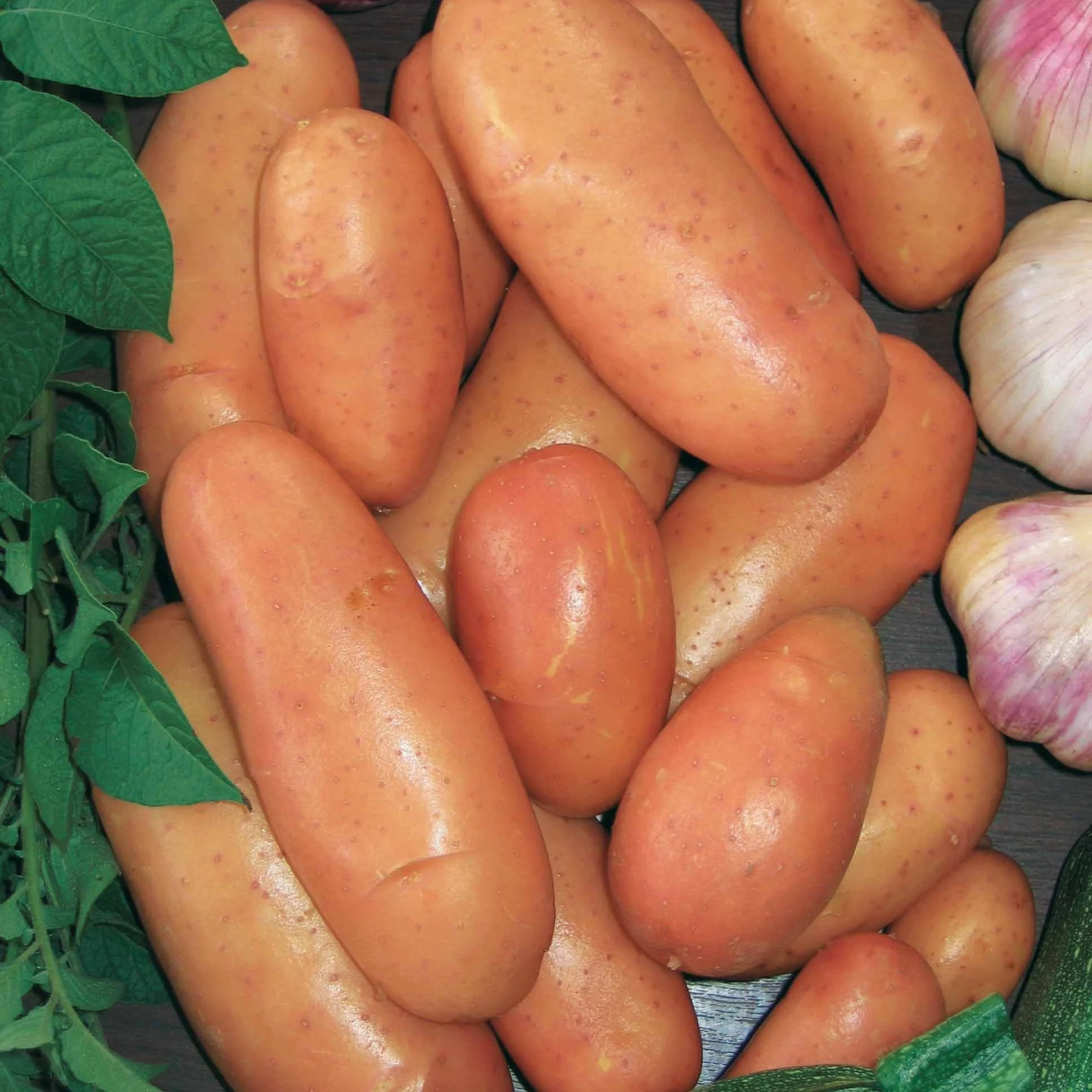 Kartoffel ‘Rose de France’ - Image 3