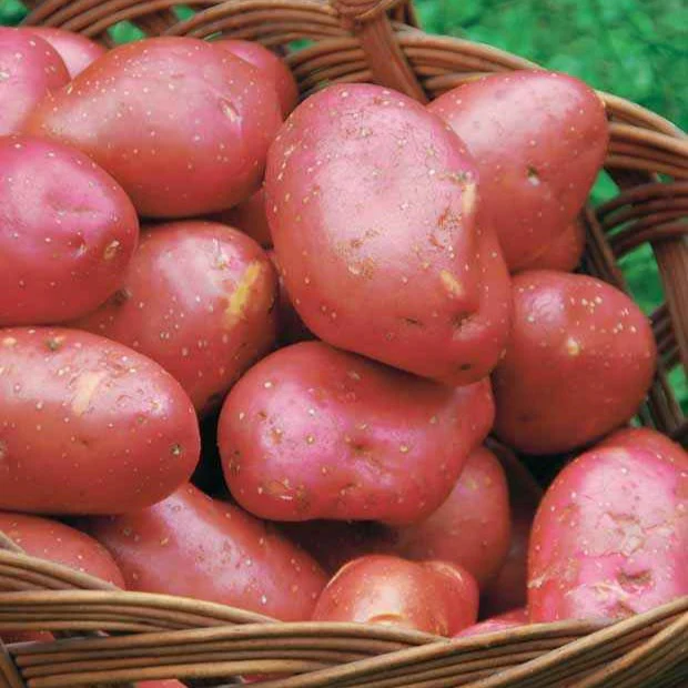 Kartoffel ‘Rouge des Flandres’ (x10) - Image 3