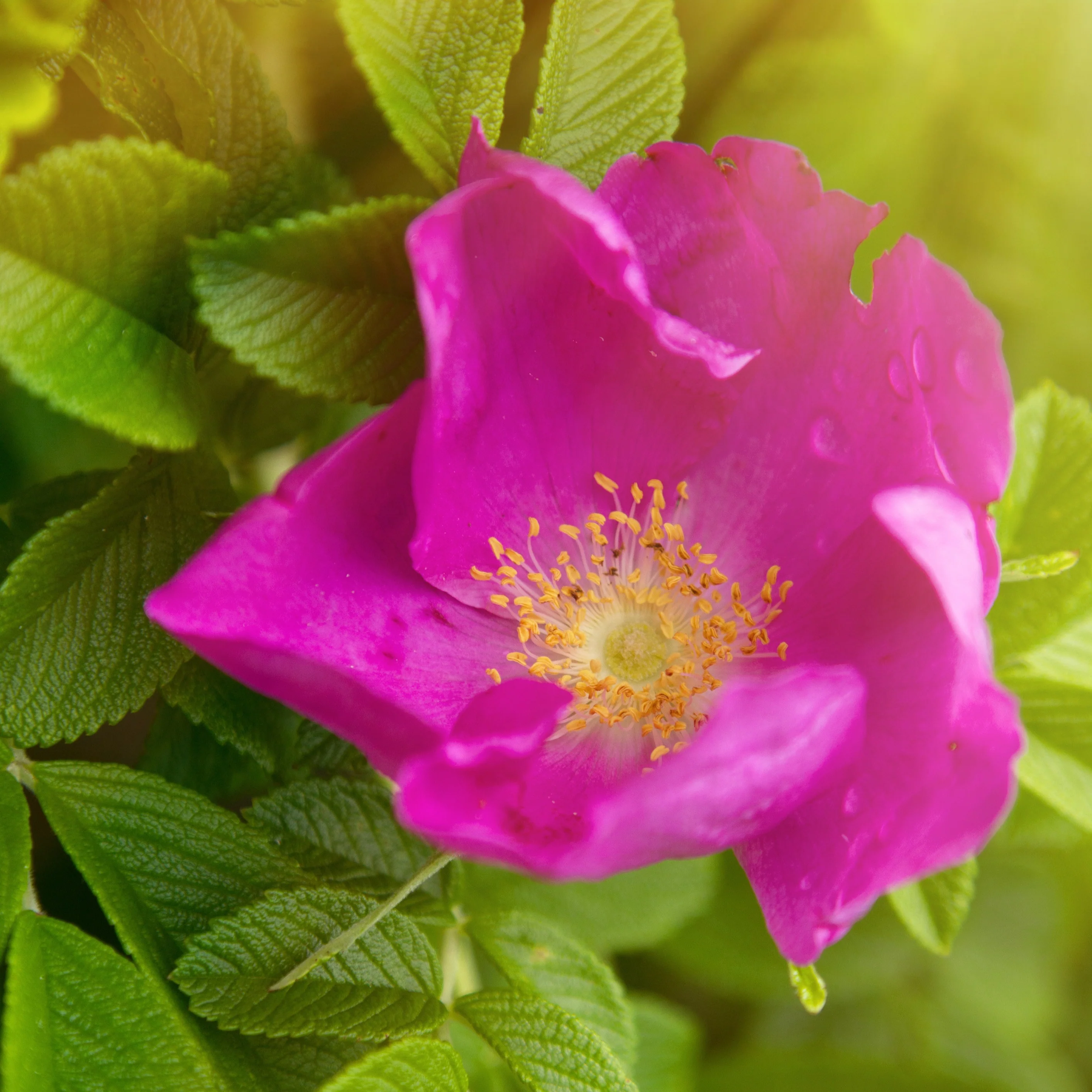 Kartoffelrose ‘Rubra’ - Image 3