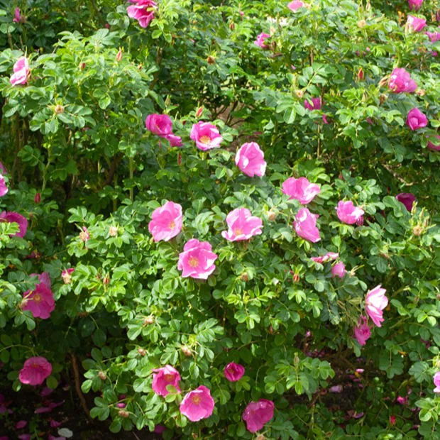 Kartoffelrose ‘Rubra’ - Image 4