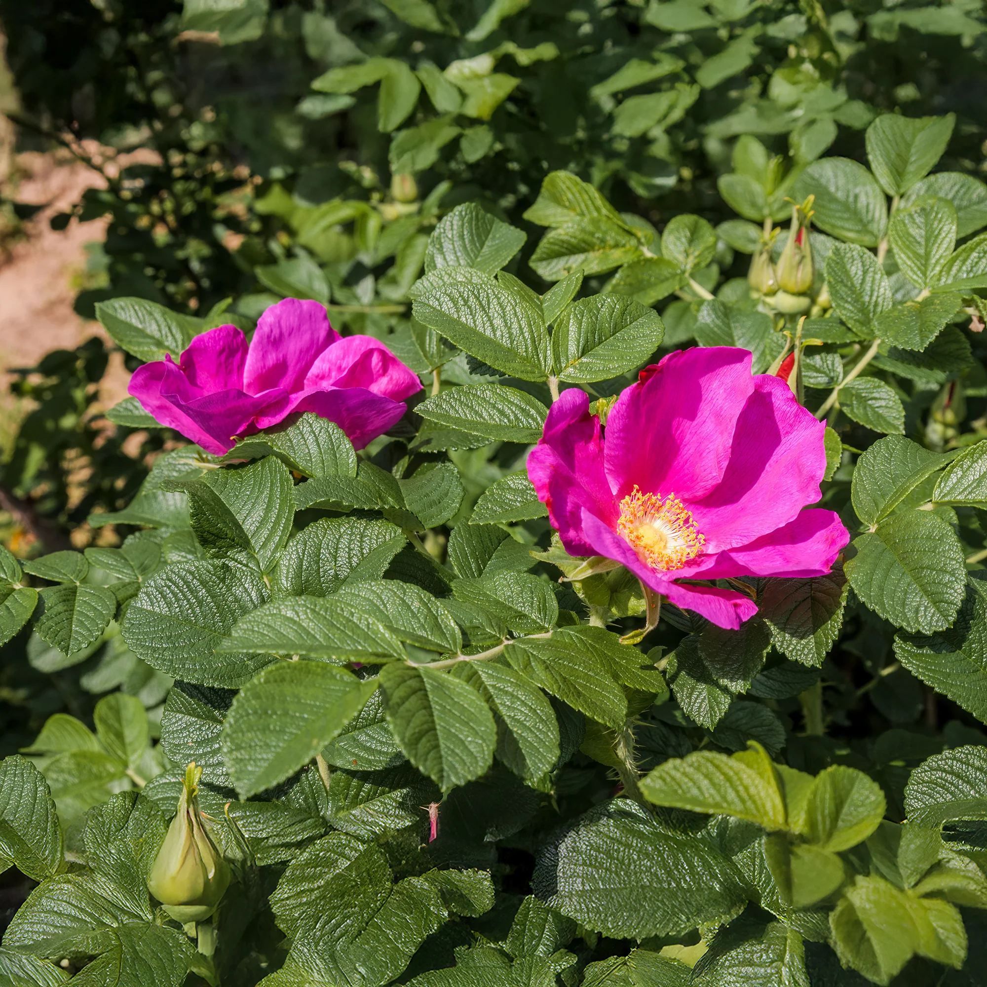 Kartoffelrose ‘Rubra’ - Image 5