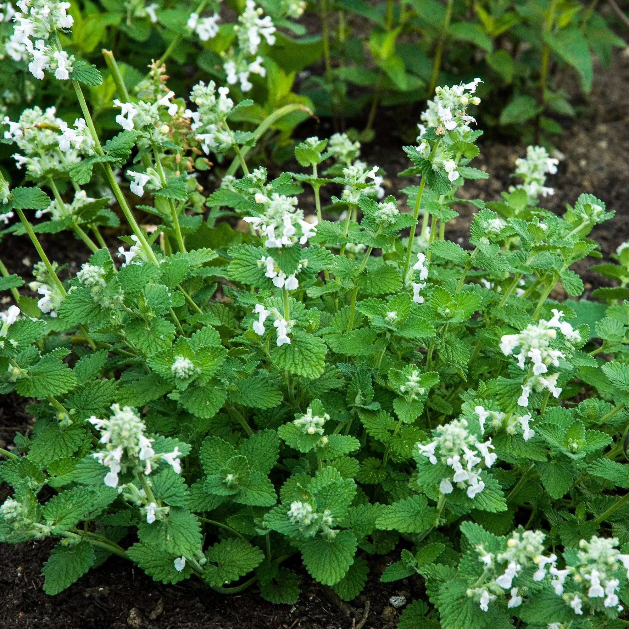 Katzenminze ‘Snowflake’