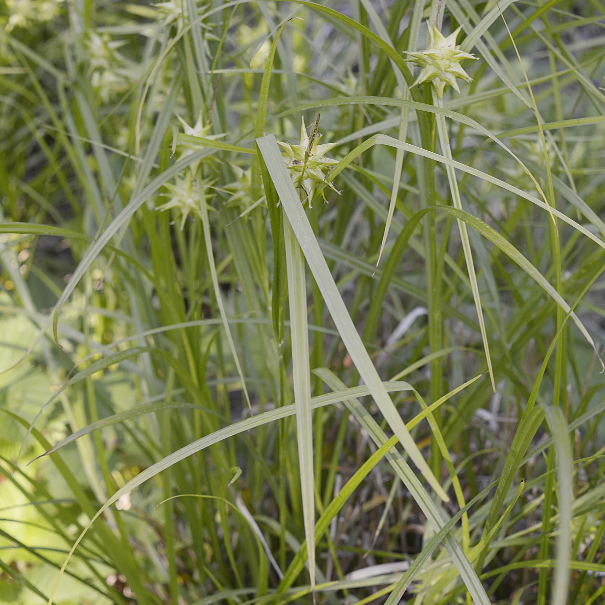 Keulensegge - Image 4