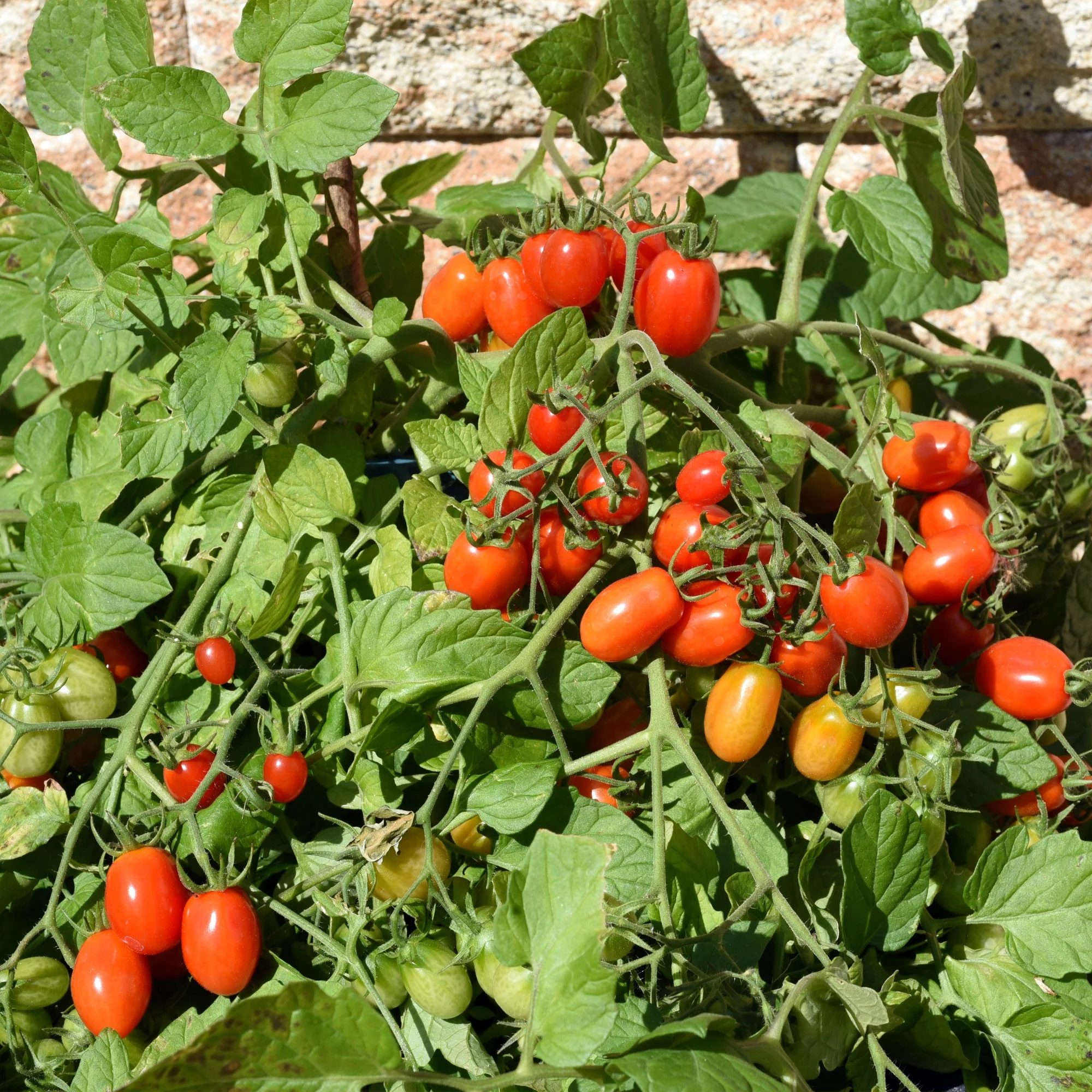 Kirschtomate Romello F1