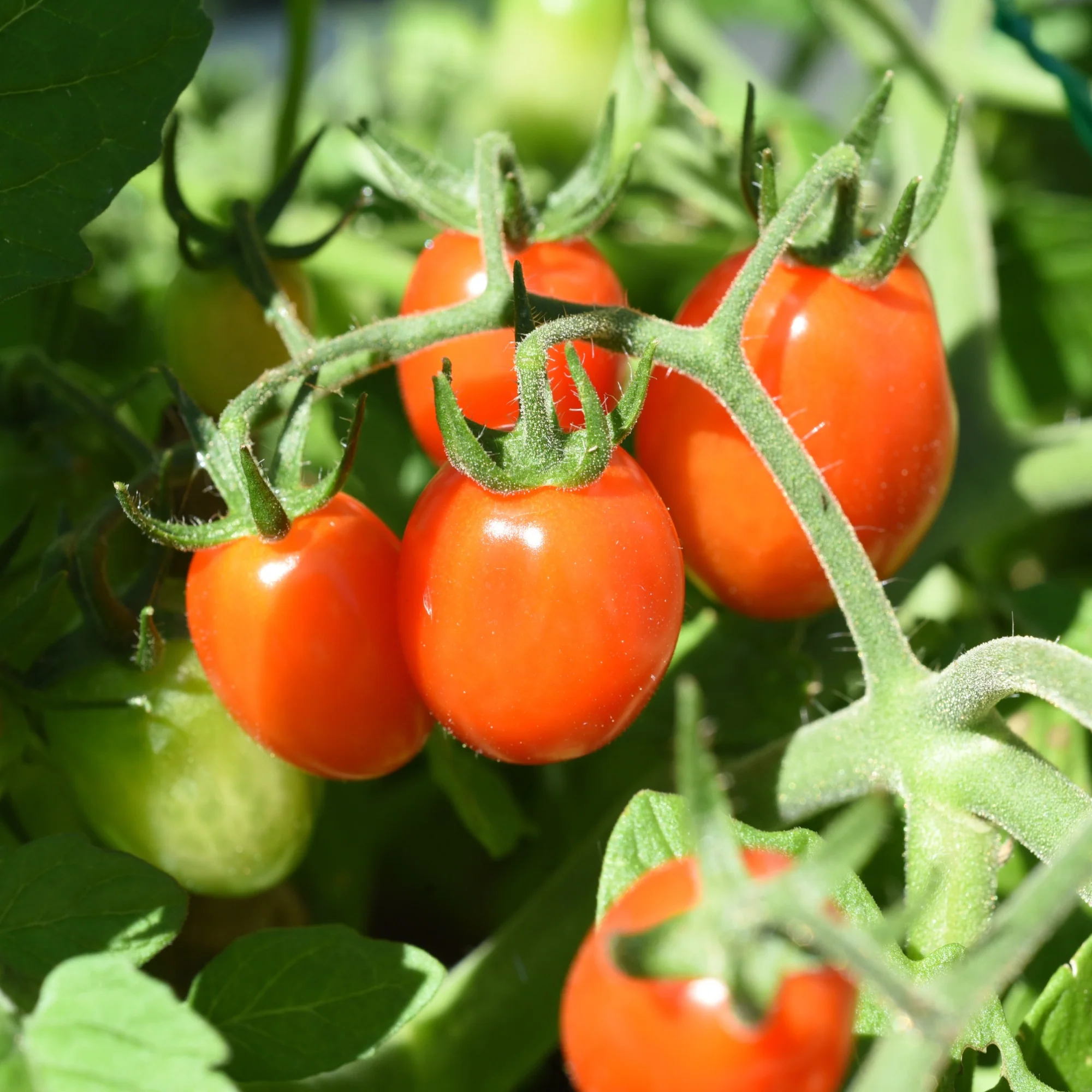Kirschtomate Romello F1 - Image 2