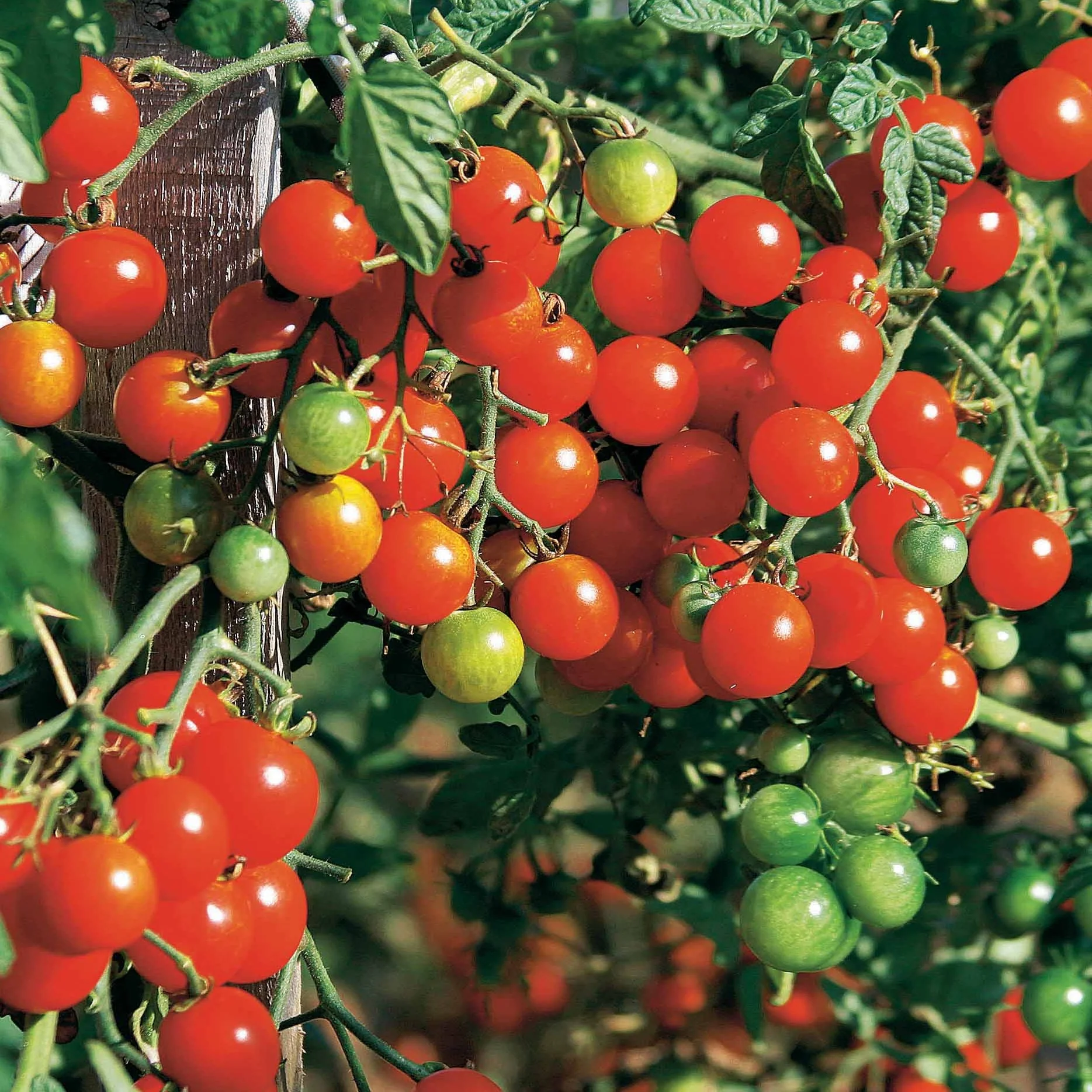Kirschtomate Sweet Baby - Image 3