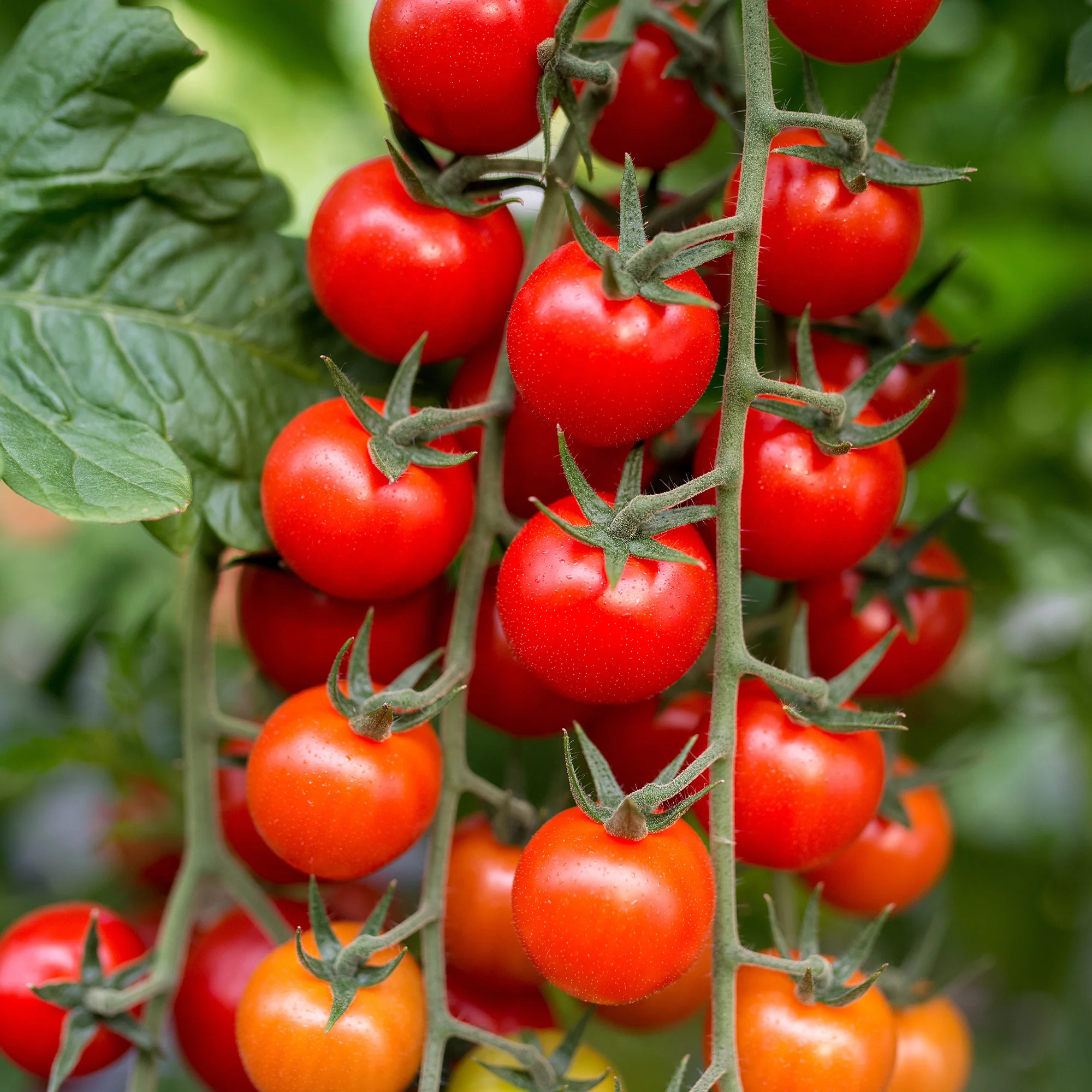 Kirschtomate Sweet Baby - Image 4