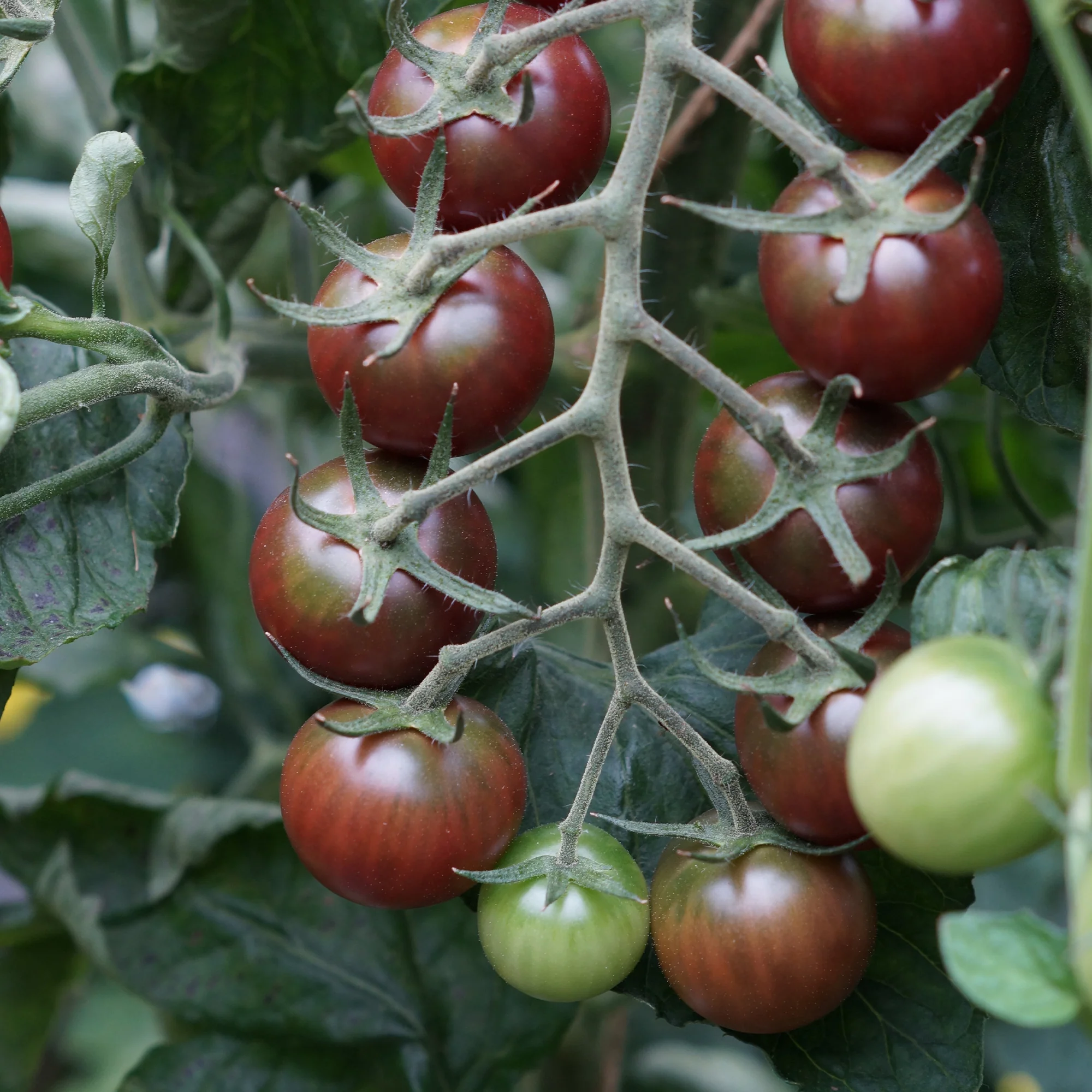 Kirschtomate Sweet Baby - Image 5