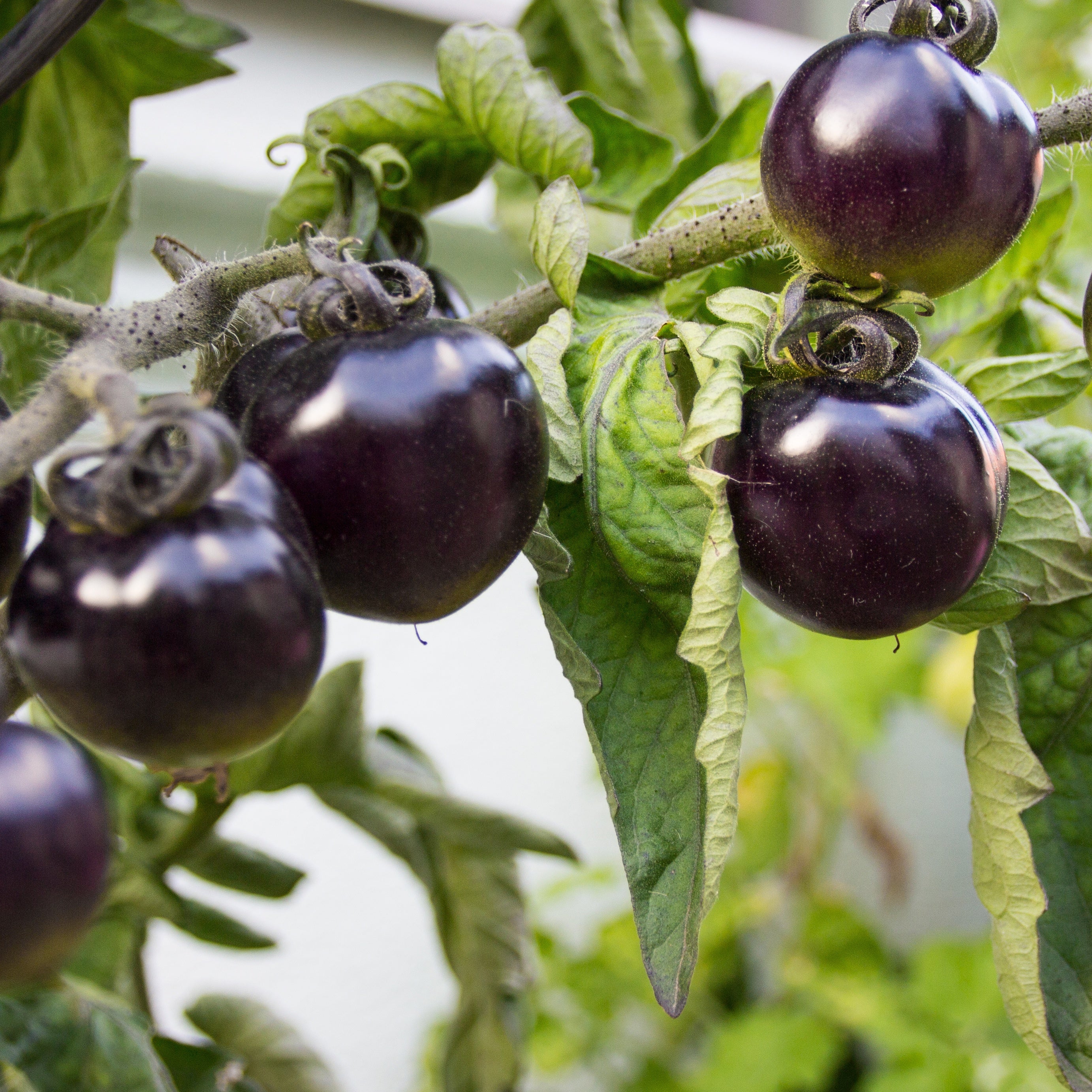 Kirschtomate Tartufo
