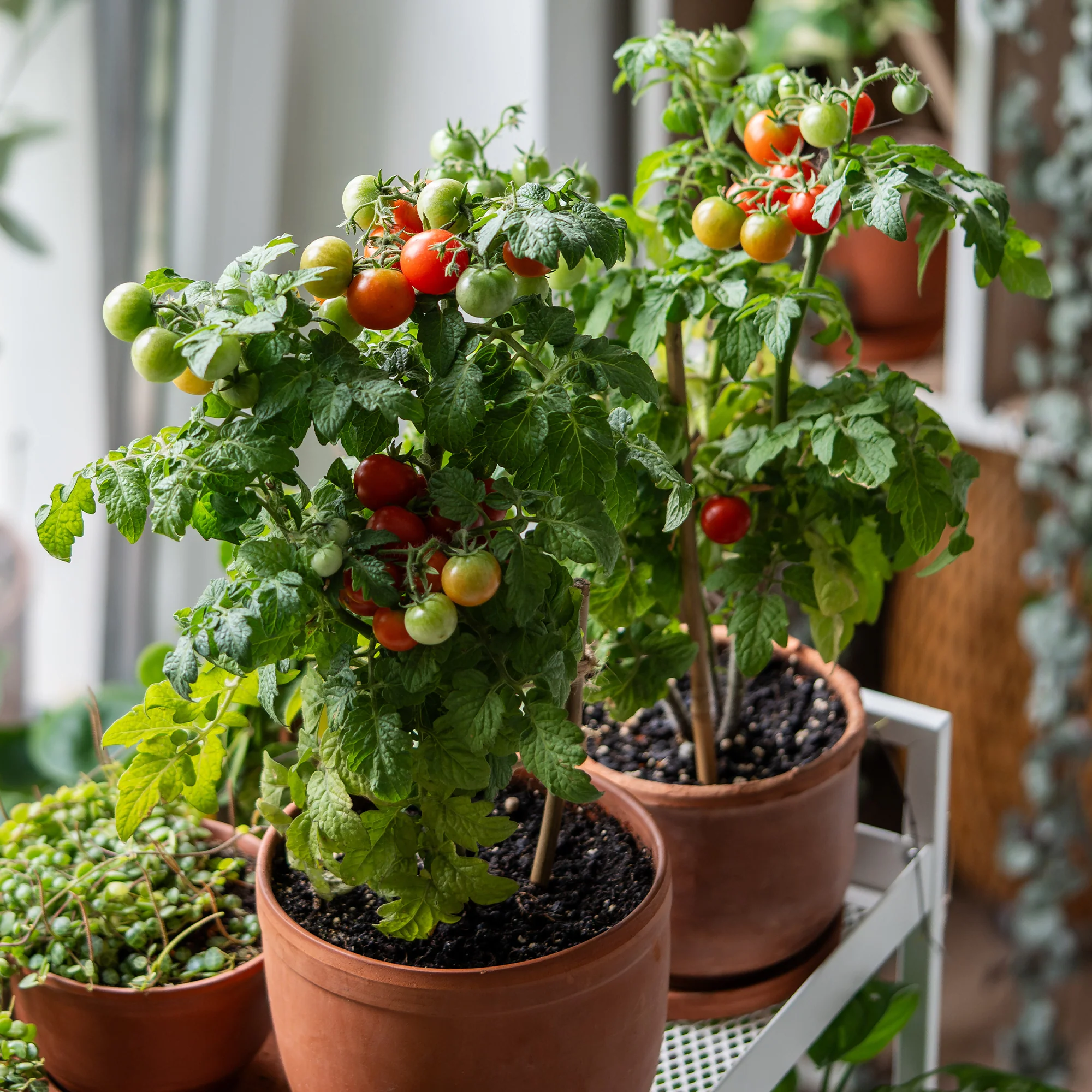Kirschtomate ‘Tiny Tim’