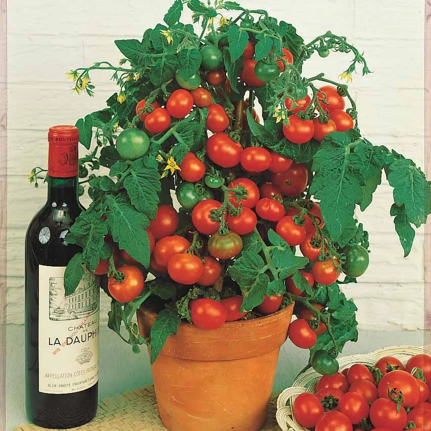 Kirschtomate ‘Tiny Tim’ - Image 2