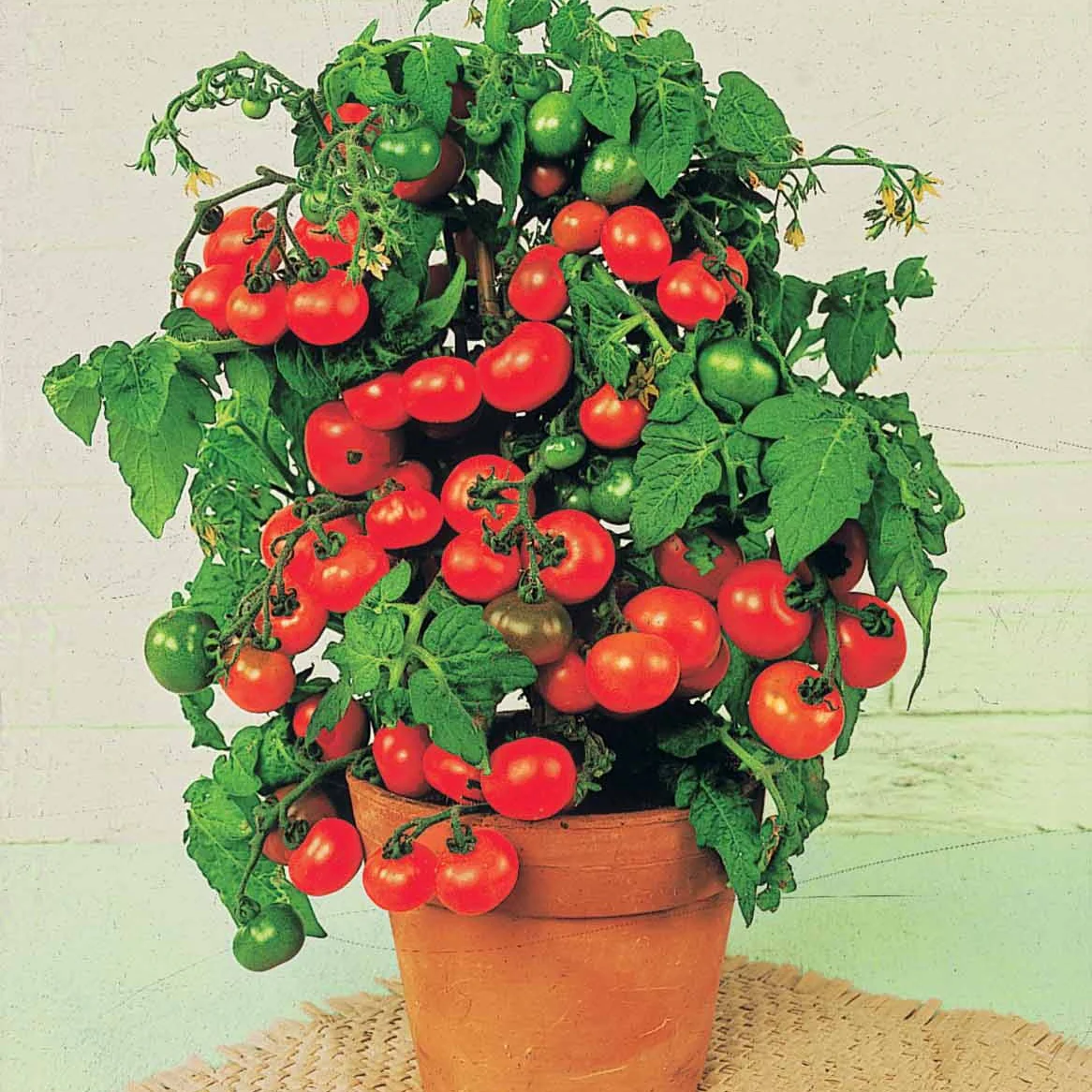 Kirschtomate ‘Tiny Tim’ - Image 3