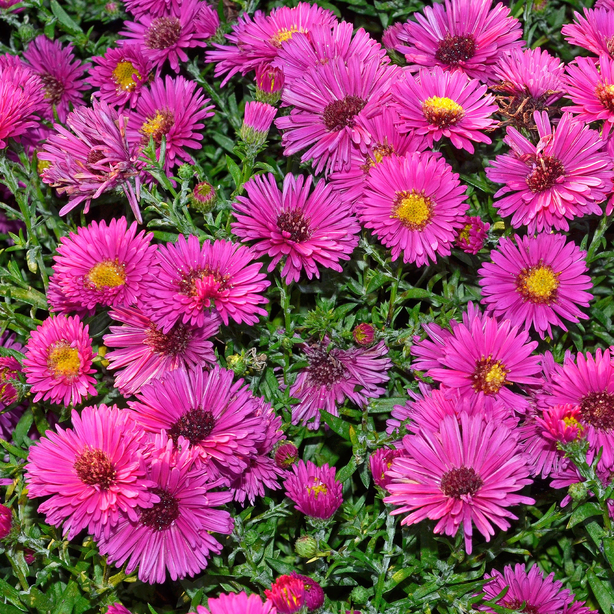 Kissen-Aster 'Jenny'