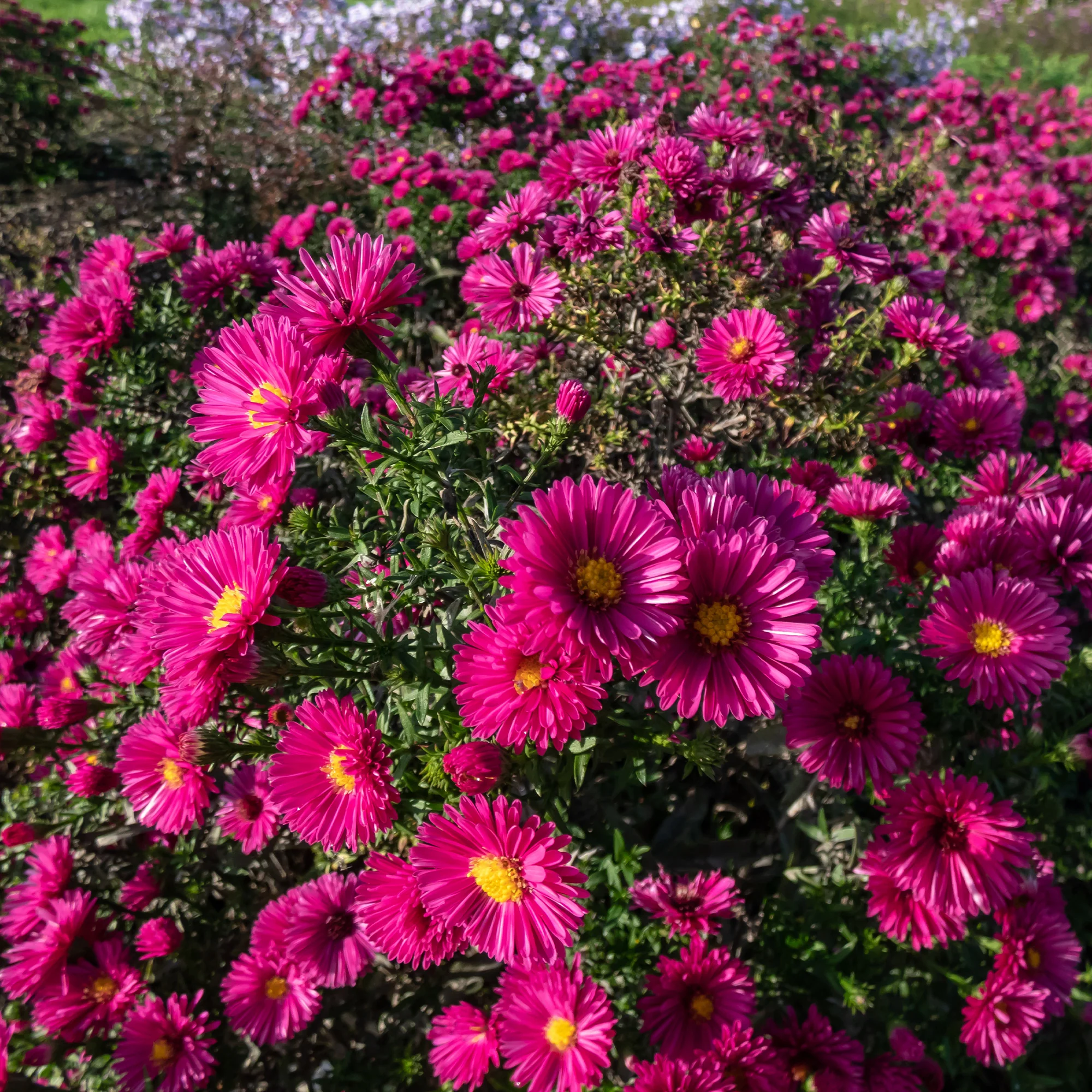 Kissen-Aster 'Jenny' - Image 2