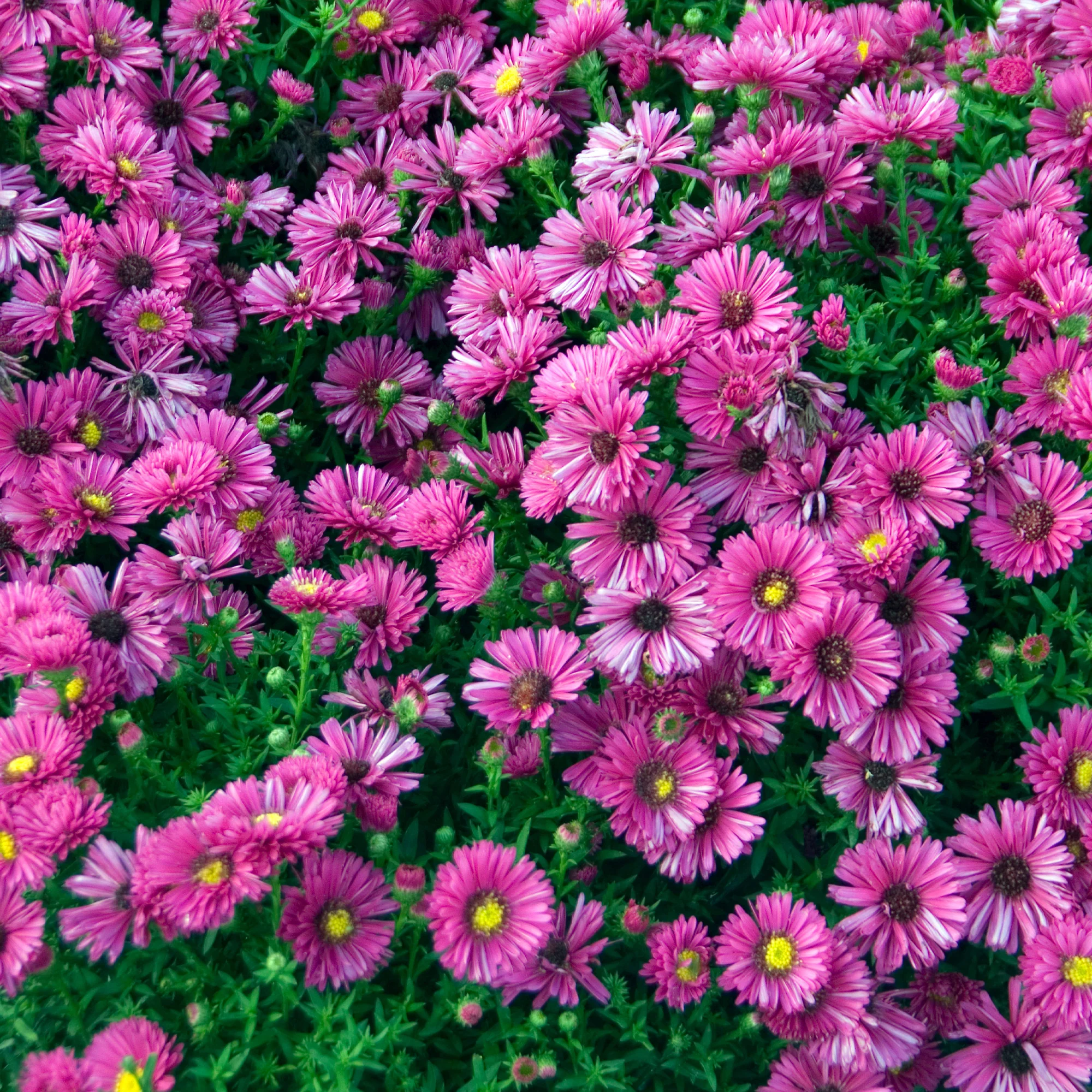 Kissen-Aster 'Jenny' - Image 3