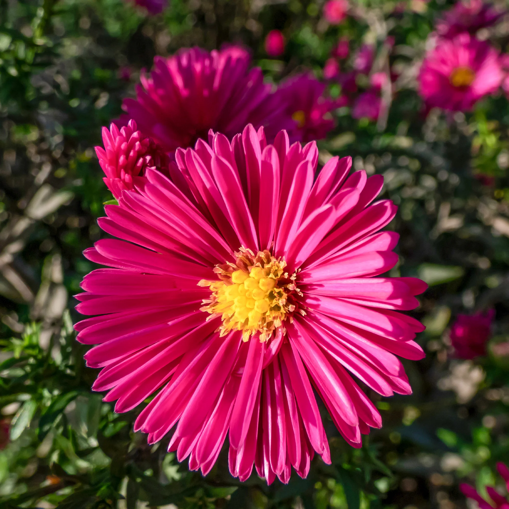 Kissen-Aster 'Jenny' - Image 4