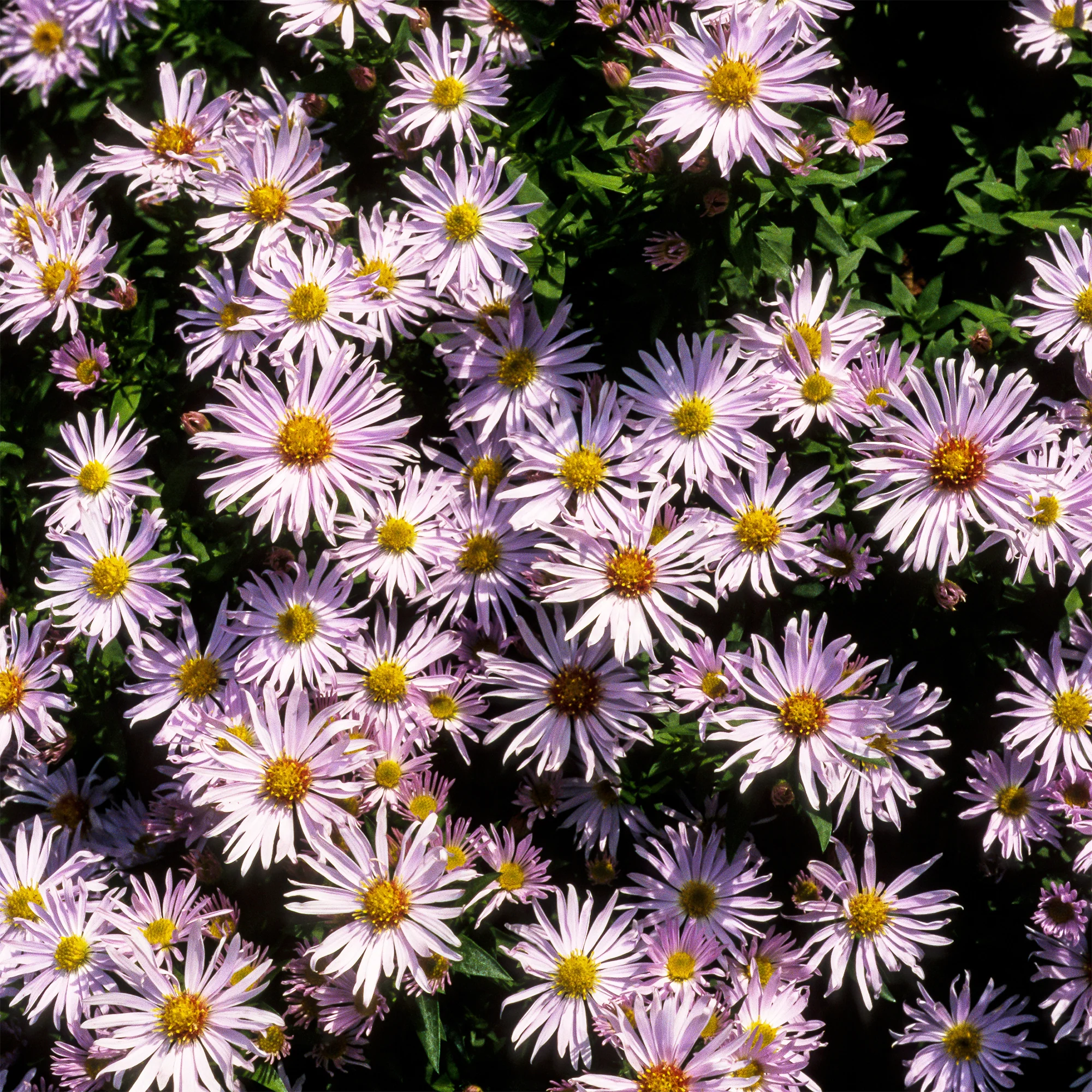 Kissen-Aster 'Silberblaukissen'