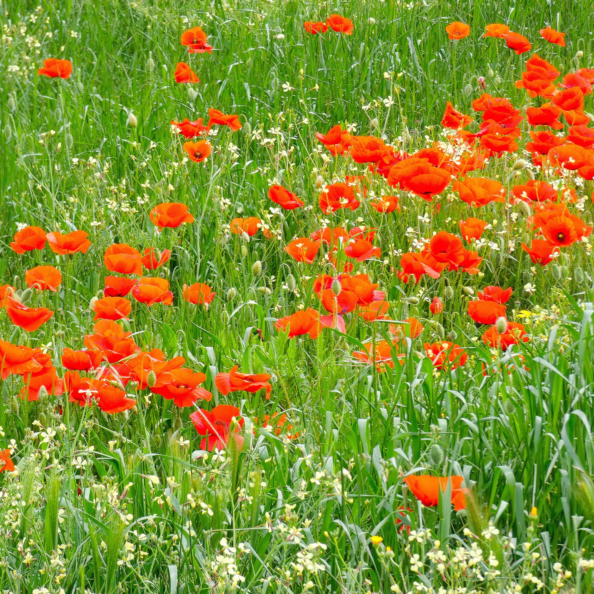 Klatschmohn ‘Red Corn Poppy’ Bio - Image 4
