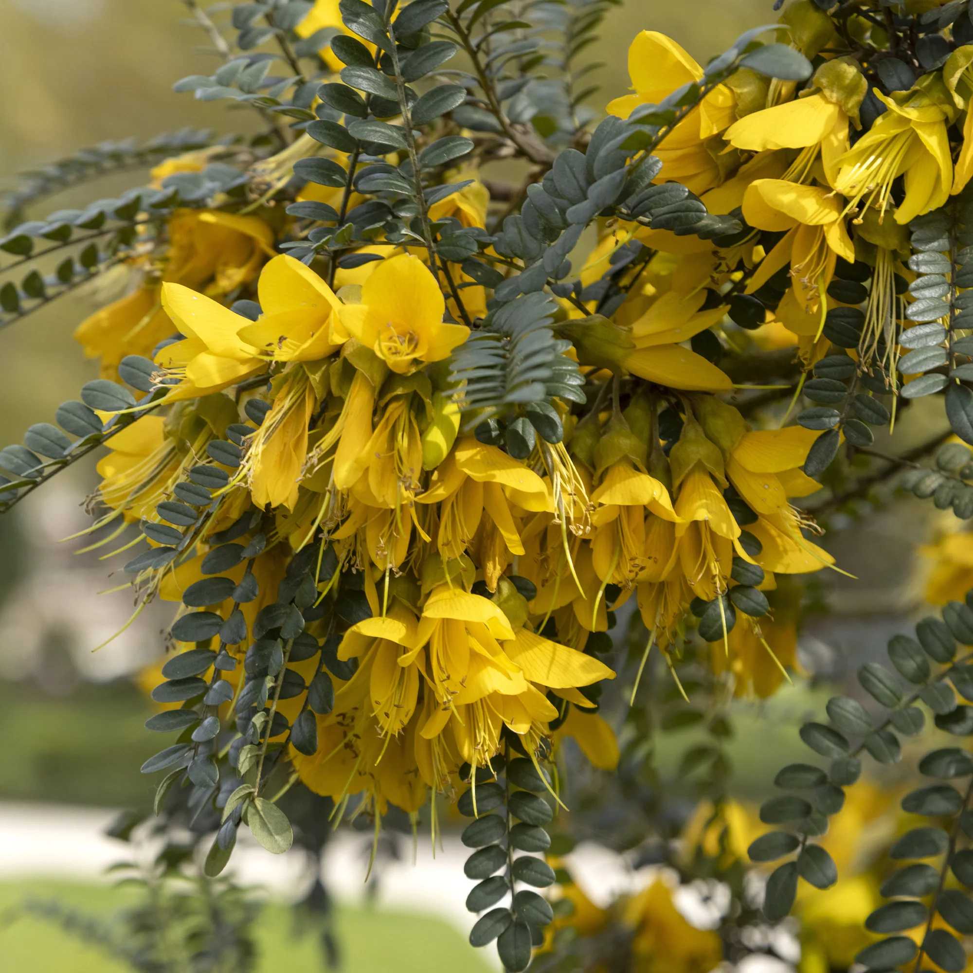 Kleinblättrige Sophora ‘Sun King’ - Image 3