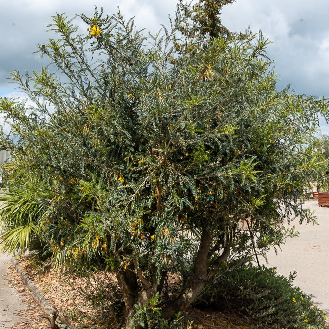 Kleinblättrige Sophora ‘Sun King’ - Image 4