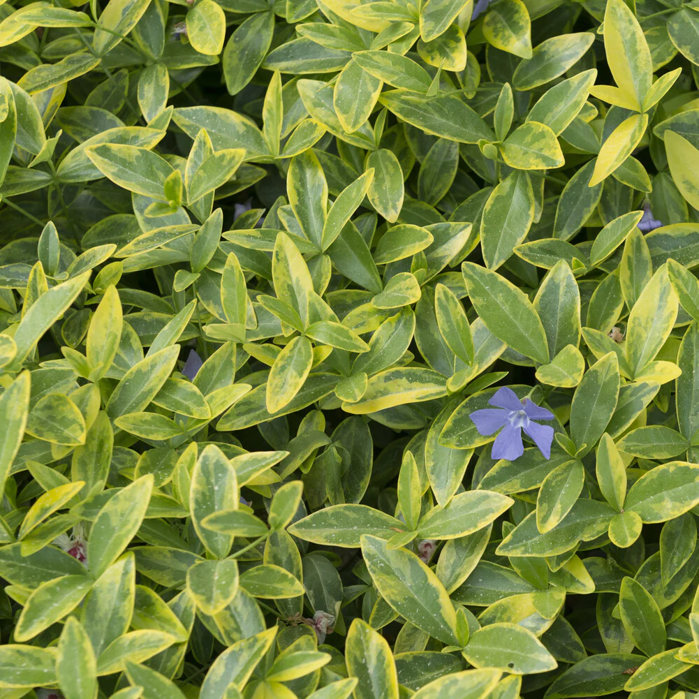 Kleinblättriges Immergrün 'Aureovariegata' - Image 3