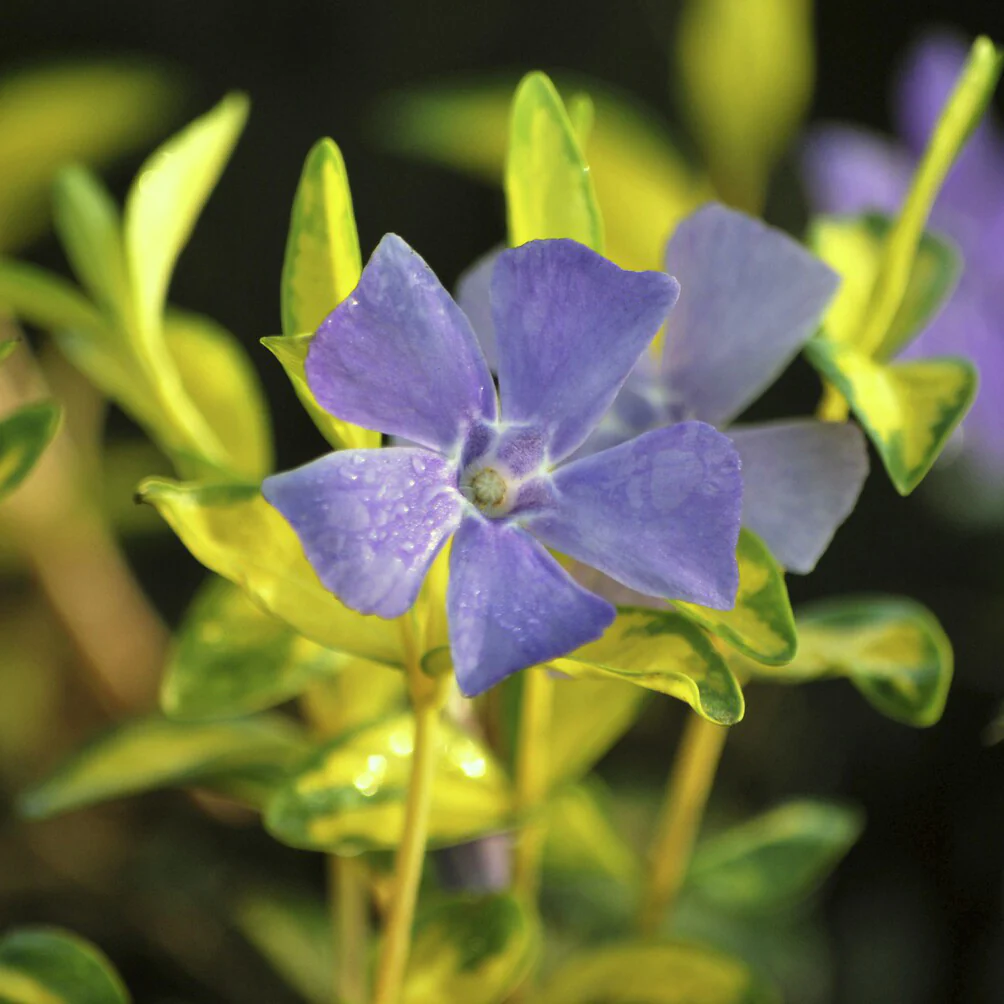 Kleines Immergrün 'Argenteovariegata'