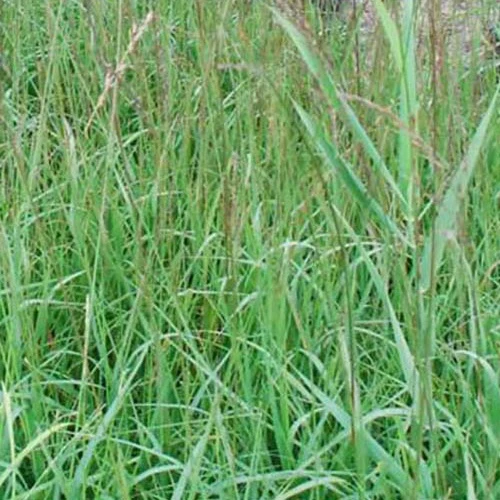 Kleines Pfeifengras Dauerstrahl