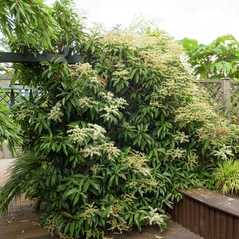 Kletter-Hortensie (Pileostegia)