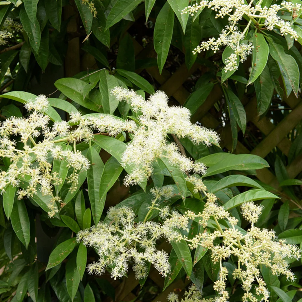 Kletter-Hortensie (Pileostegia) - Image 2