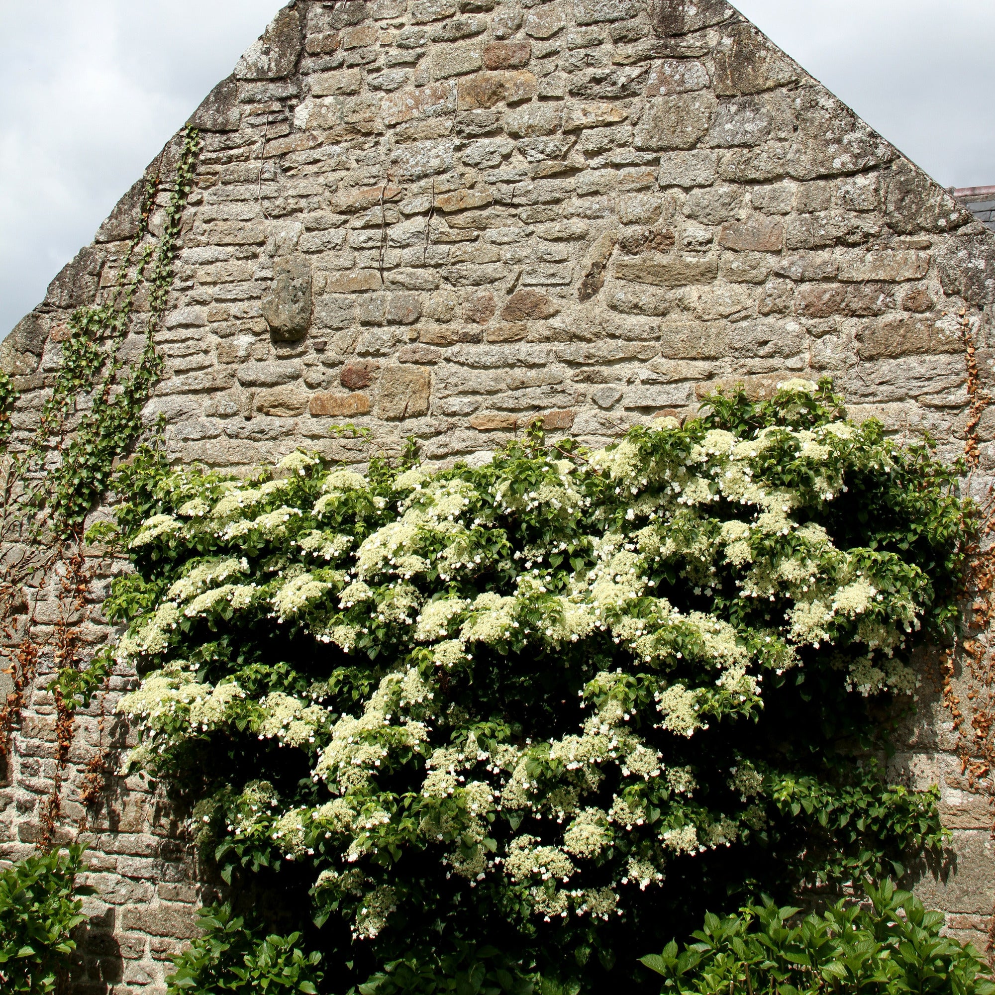 Kletterhortensie - Image 4