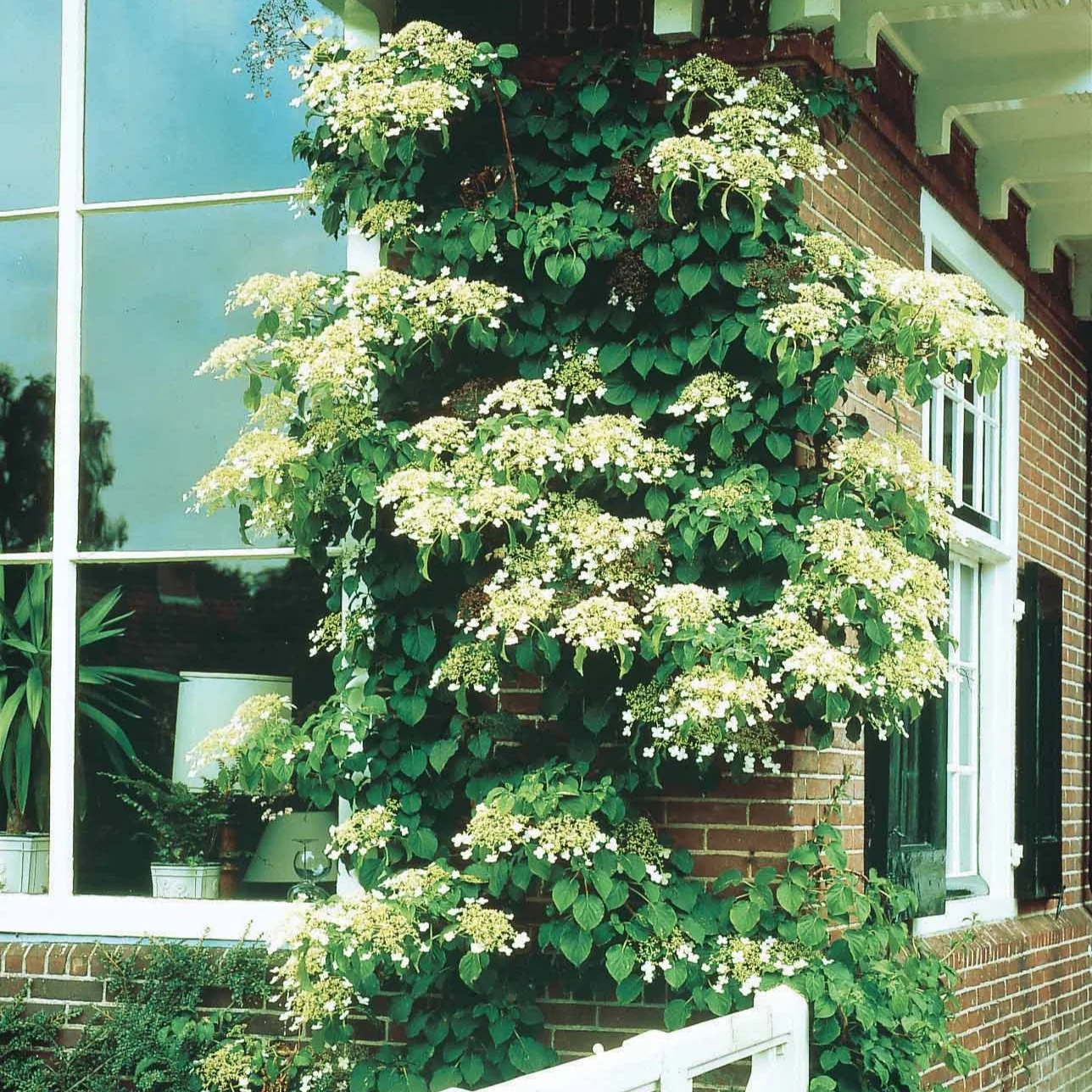 Kletterhortensie - Image 5