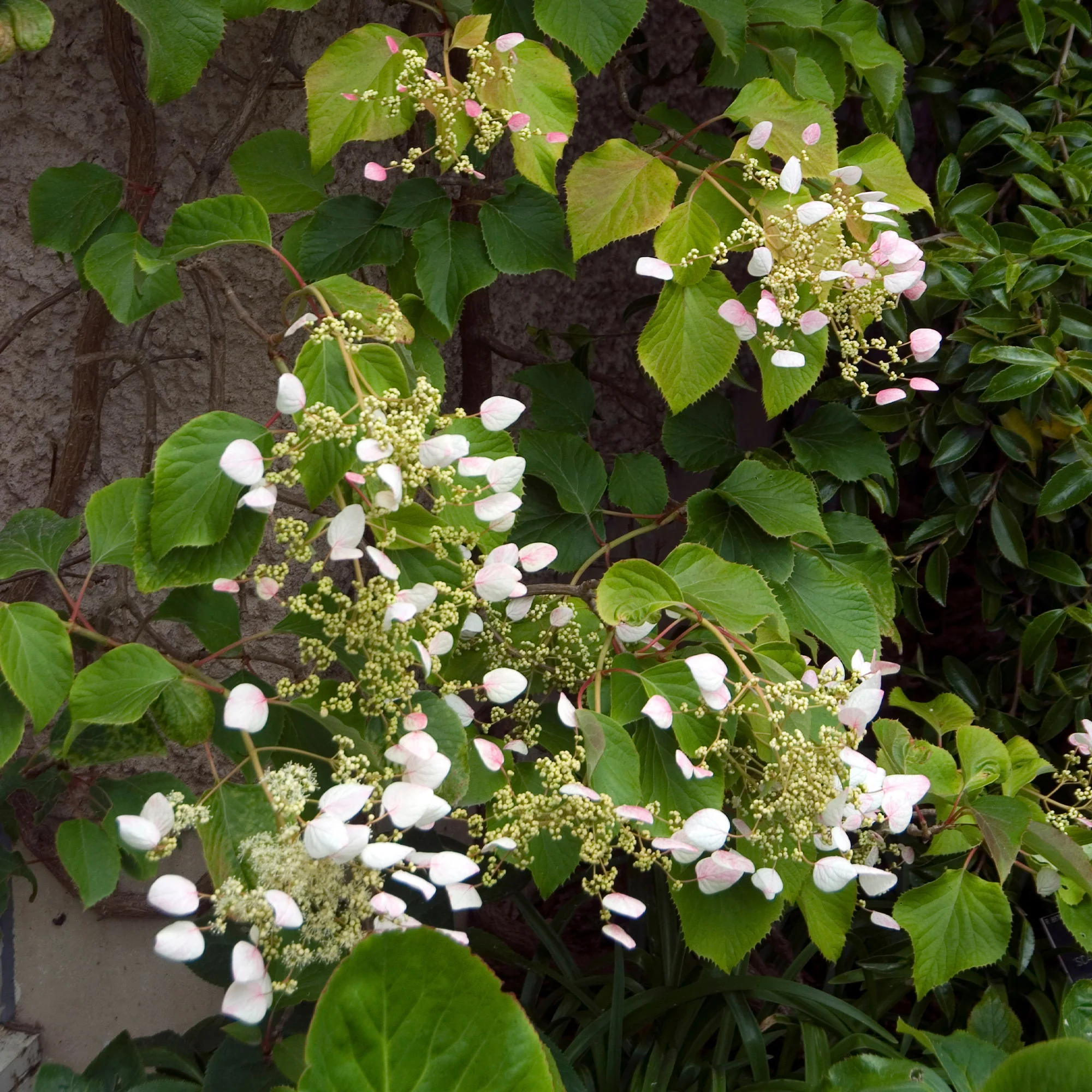 Kletterhortensie ‘Brookside Little Leaf’ - Image 3