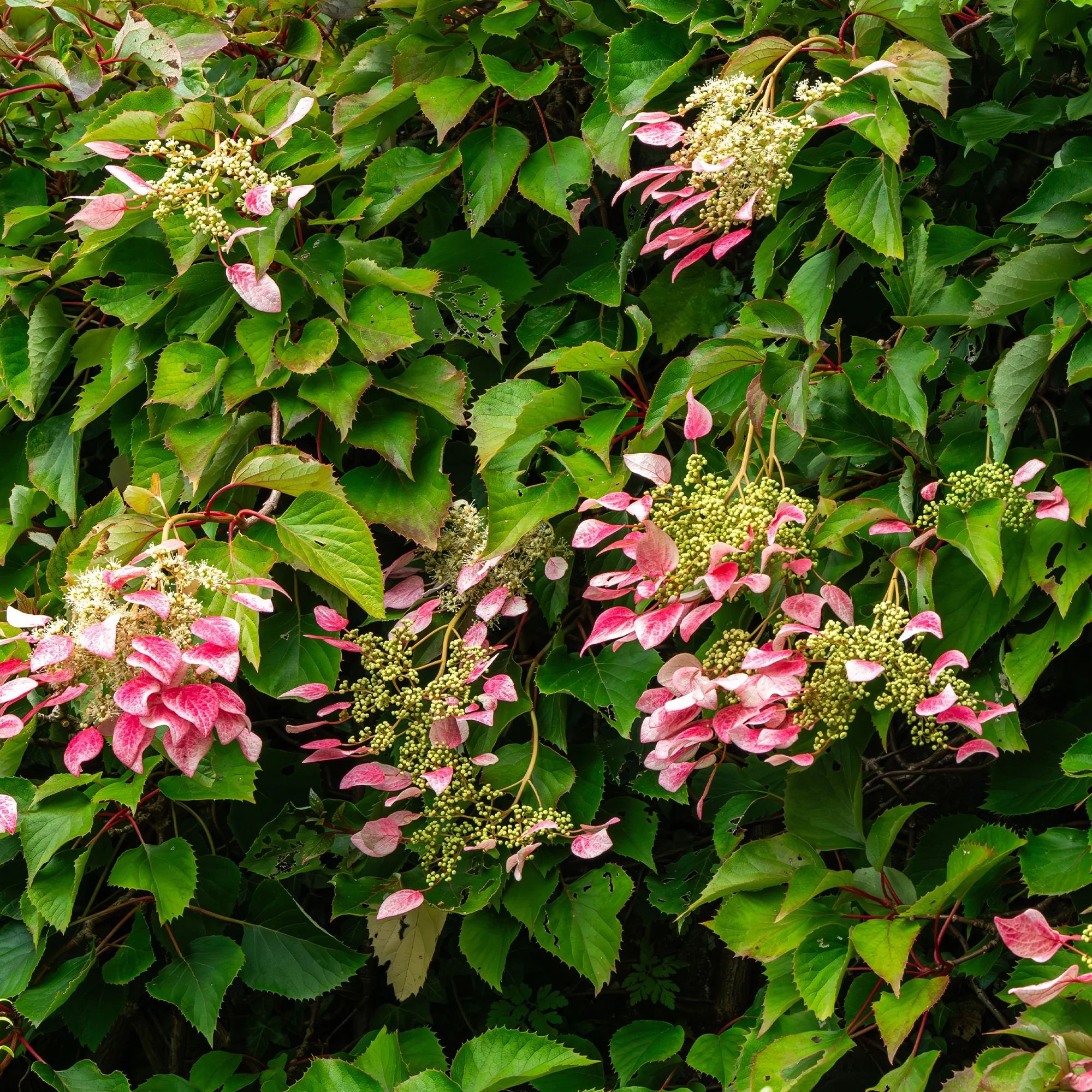 Kletterhortensie 'Roseum' - Image 3