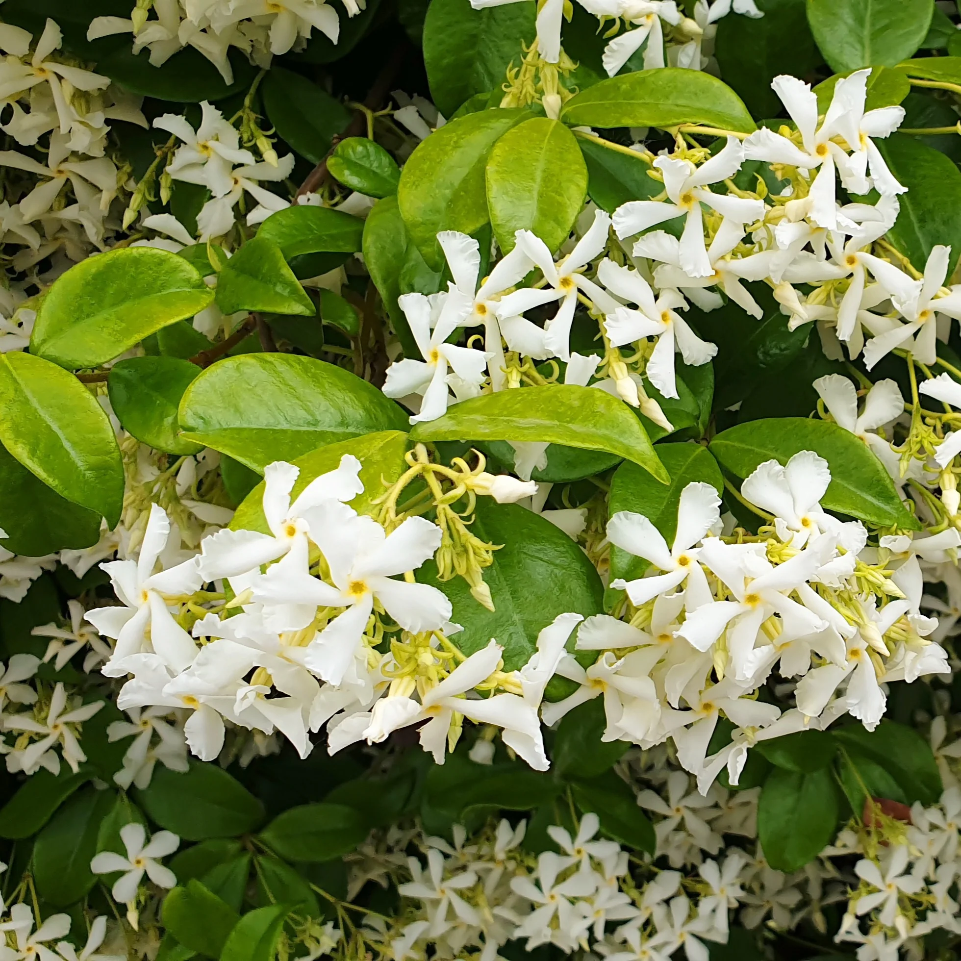 Kletterpflanzen-Kollektion mit reicher Blüte (x3) - Image 5