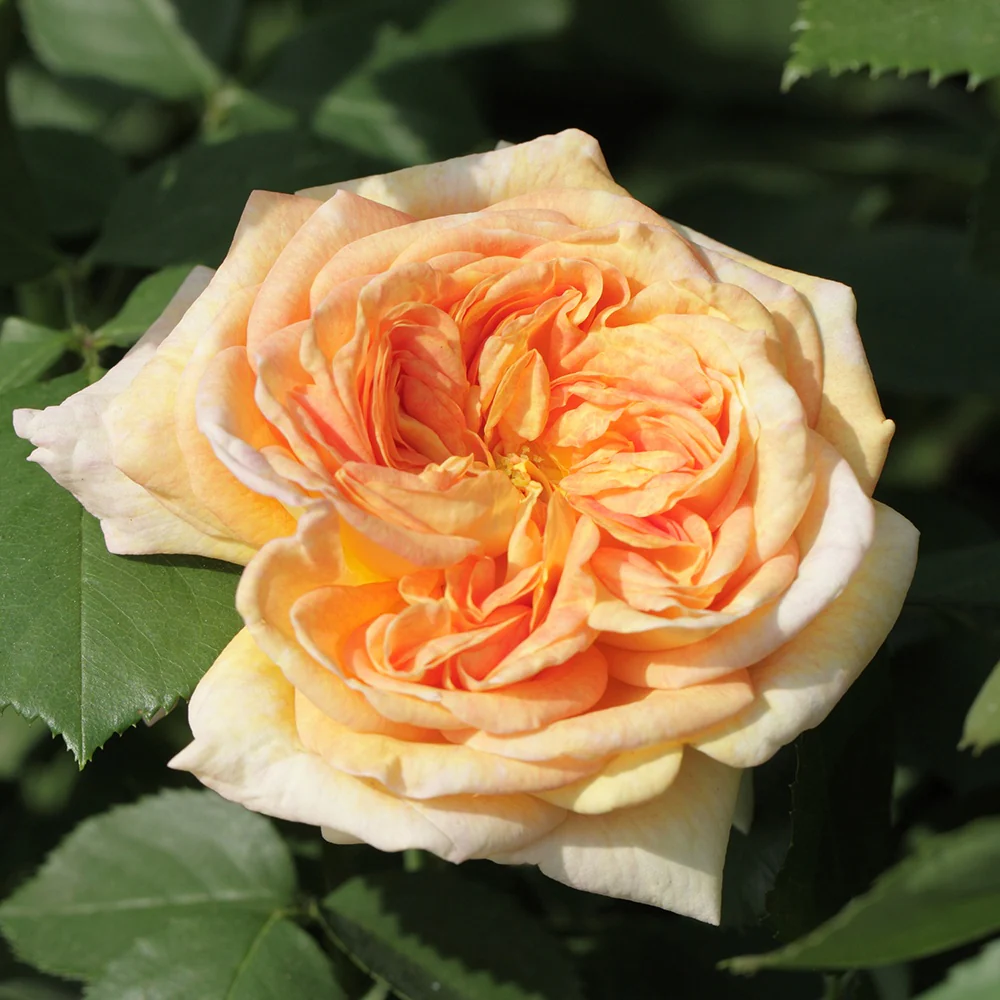 Kletterrose 'Alchymist'
