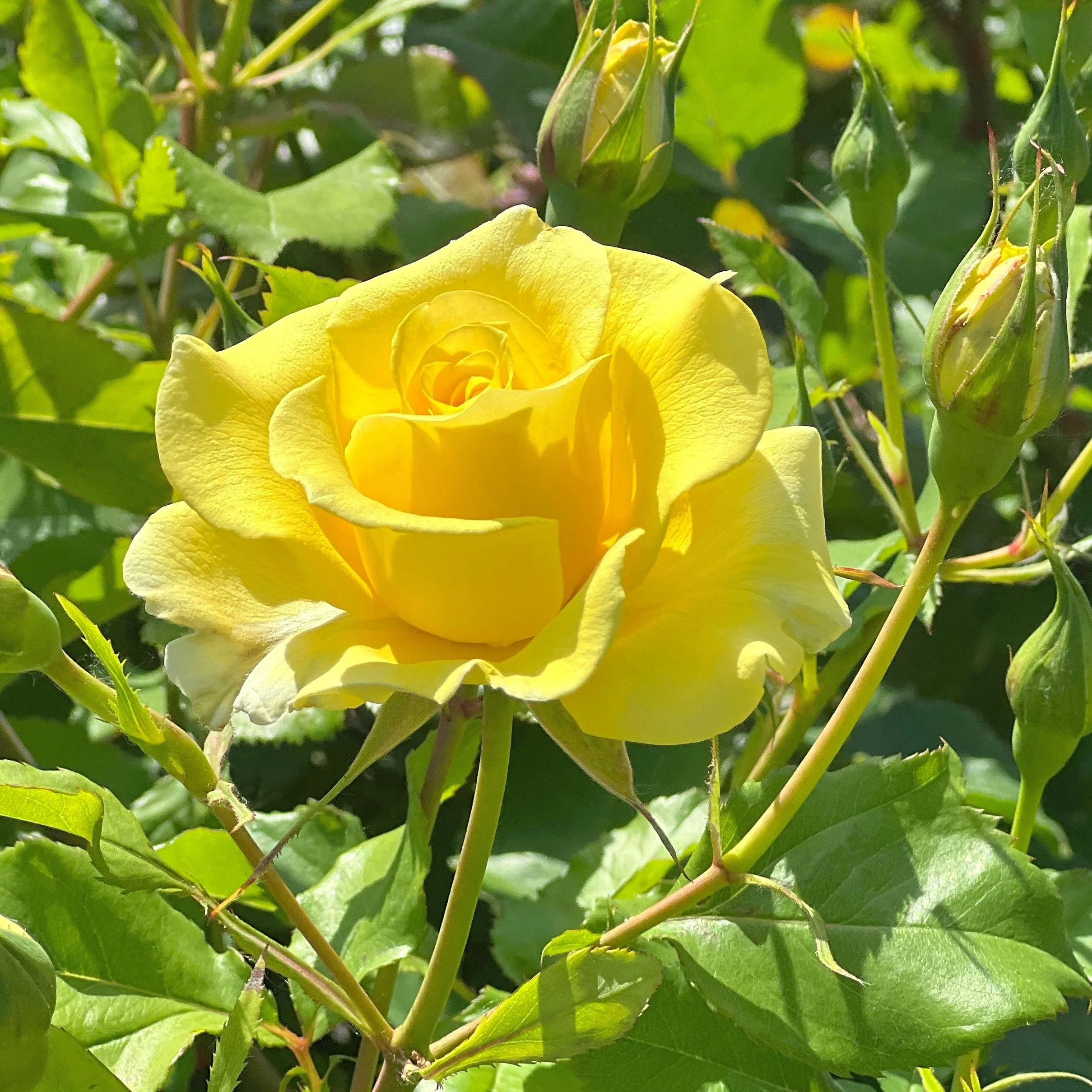 Kletterrose gelb