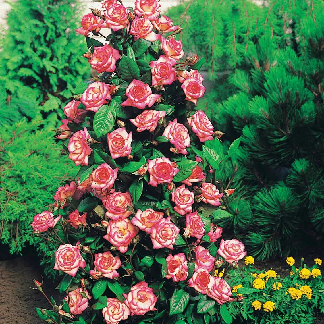 Kletterrose 'Haendel' - Image 3