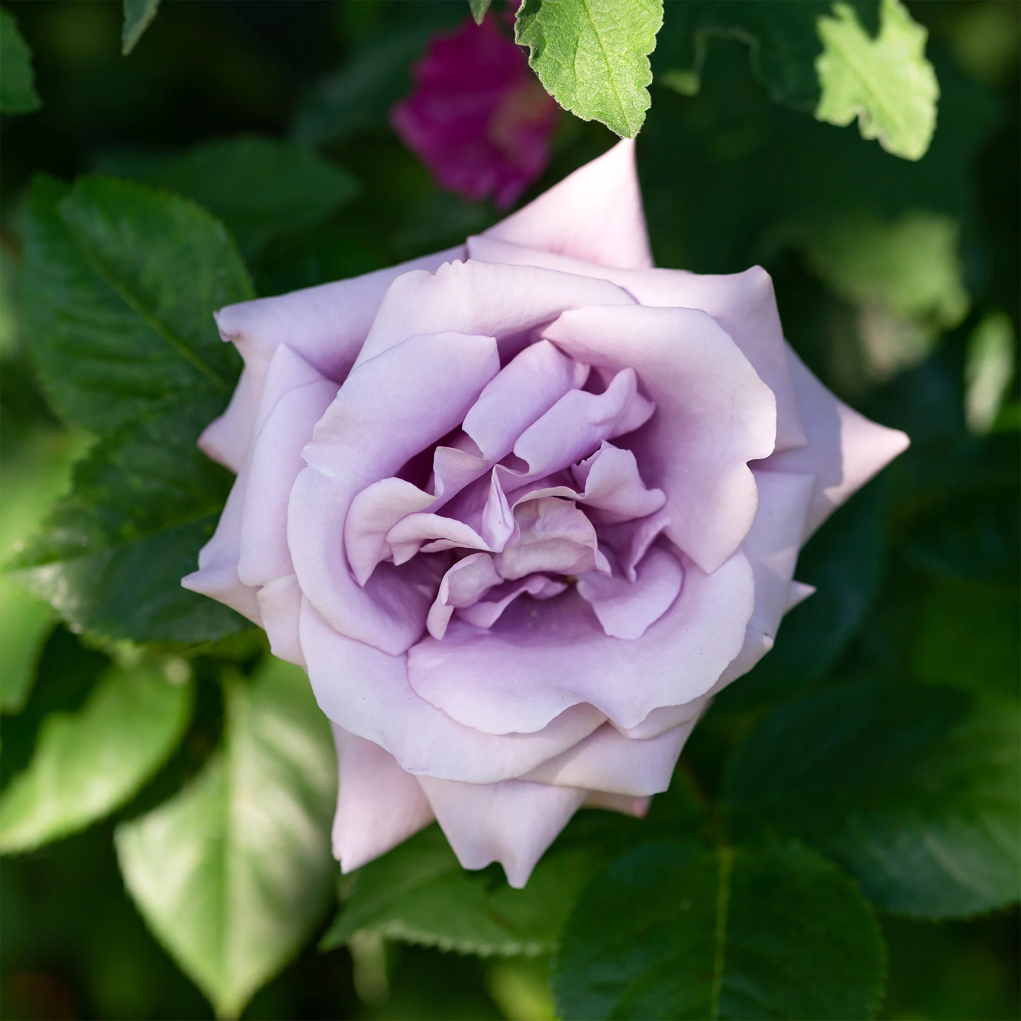 Kletterrose Indigoletta - Image 3