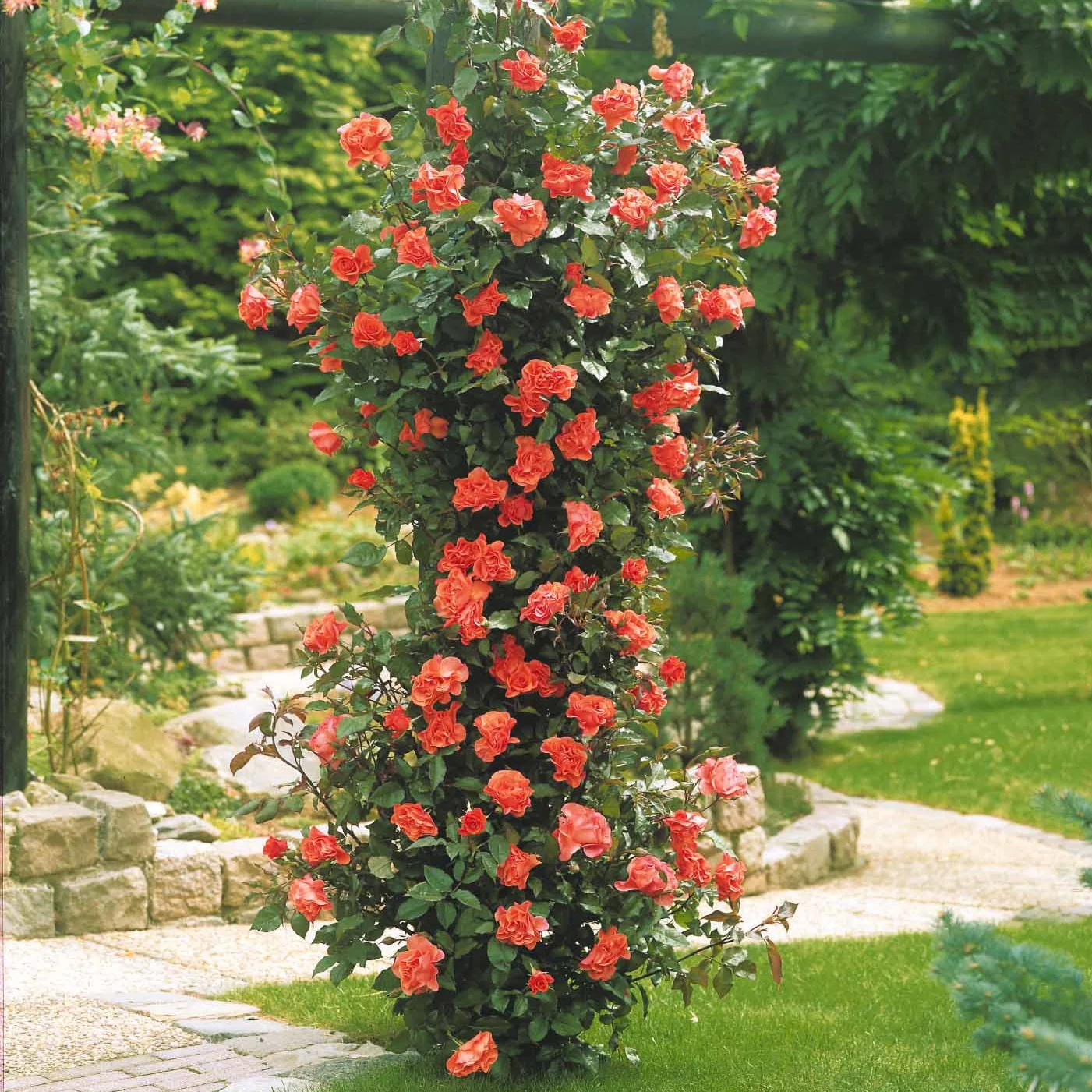Kletterrose Metanoia - Image 3