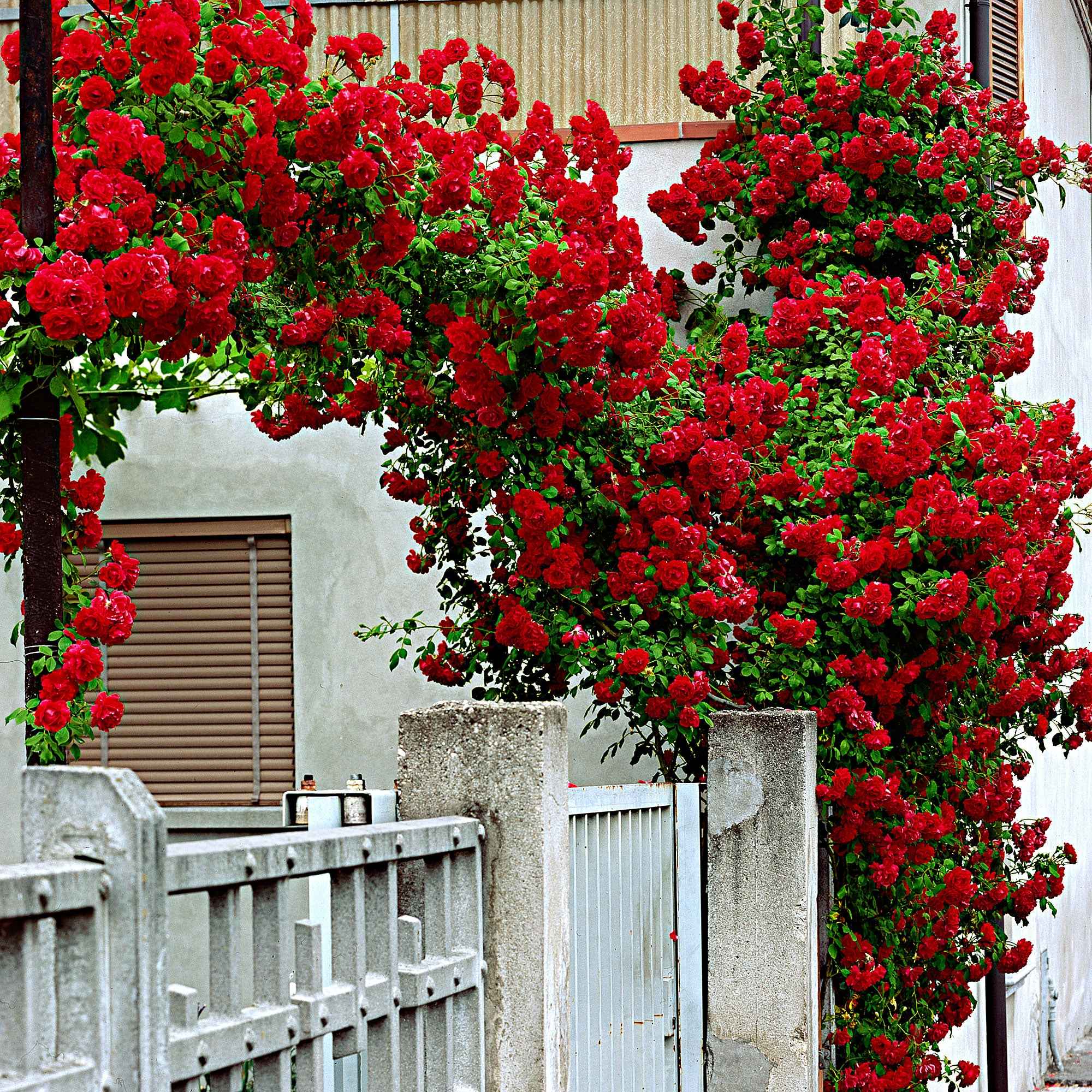 Kletterrose ‘Santana’® - Image 4