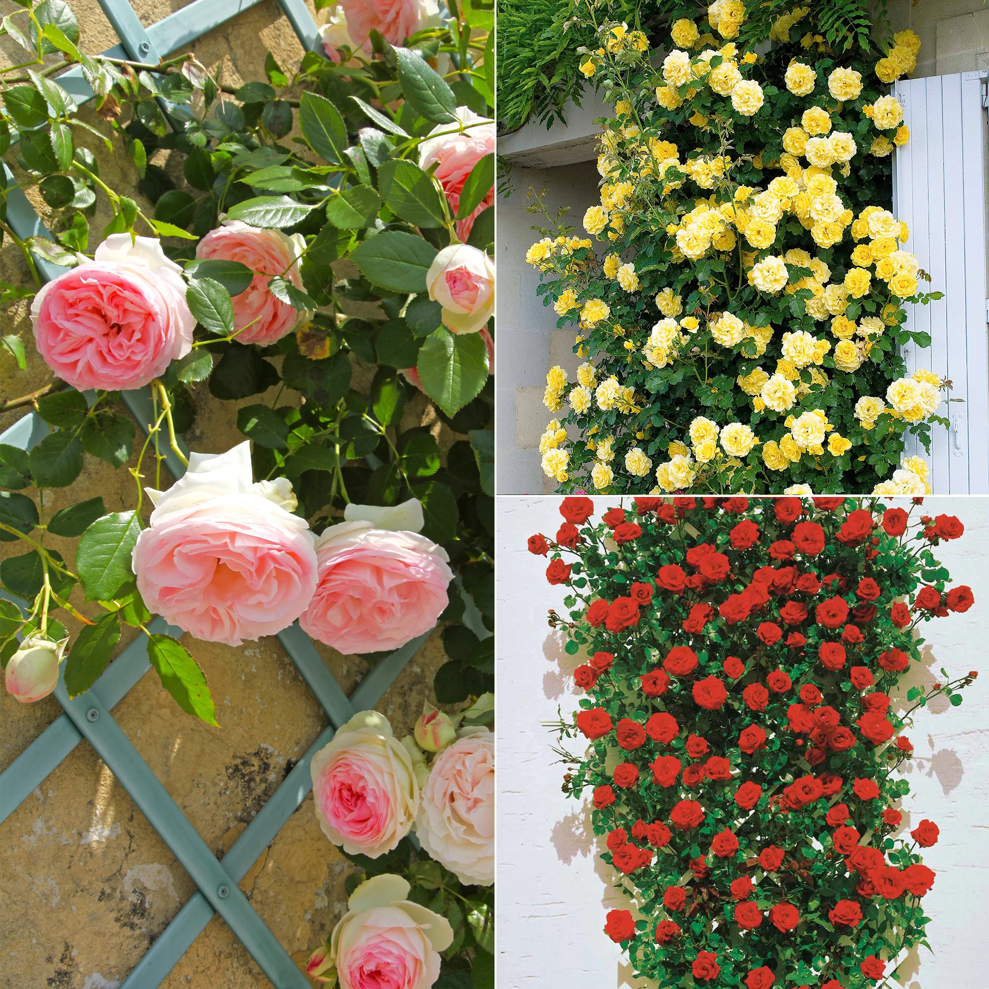 Kletterrosen Mischung (Ronsard, Golden Gate, Santana) (x3)