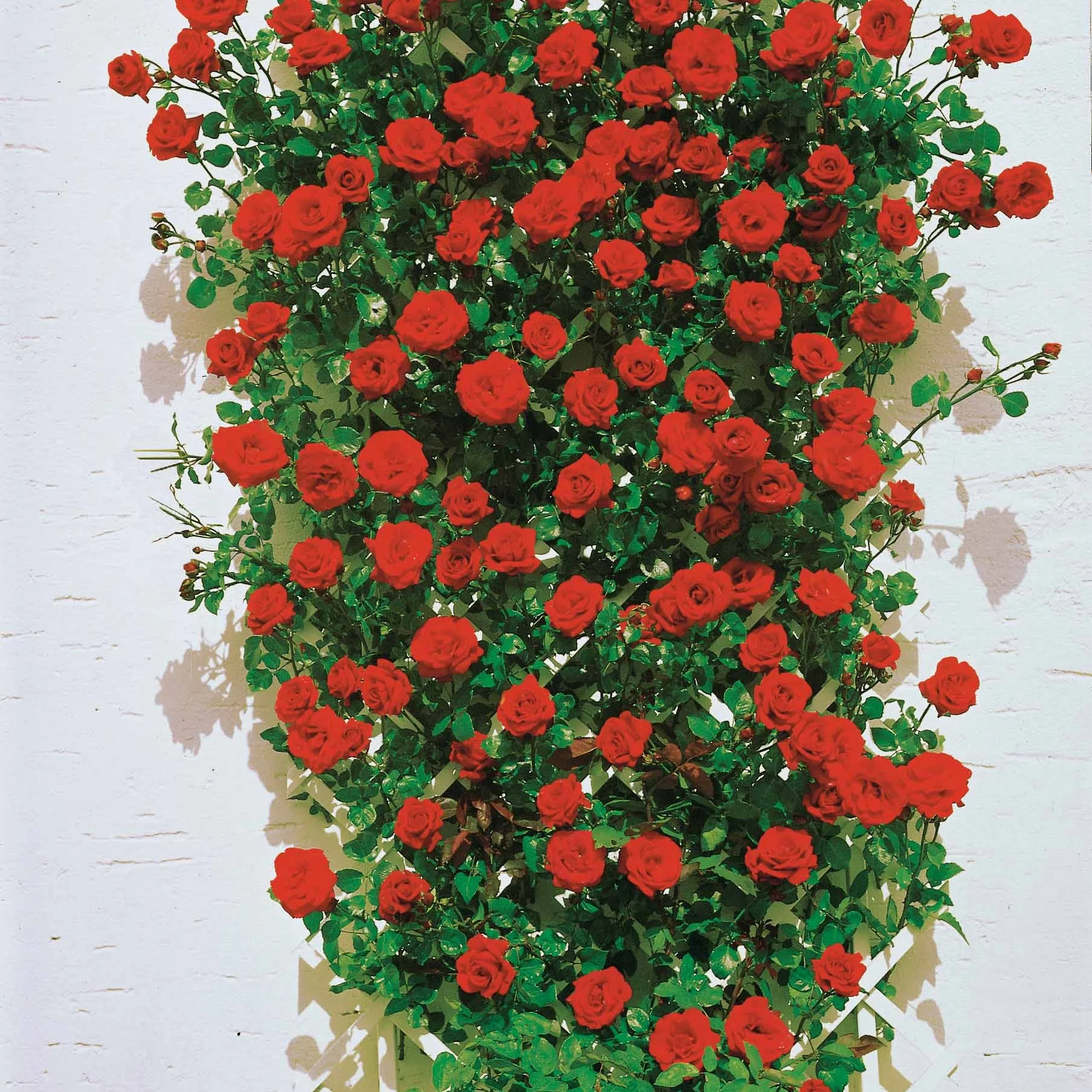 Kletterrosen Mischung (Ronsard, Golden Gate, Santana) (x3) - Image 3
