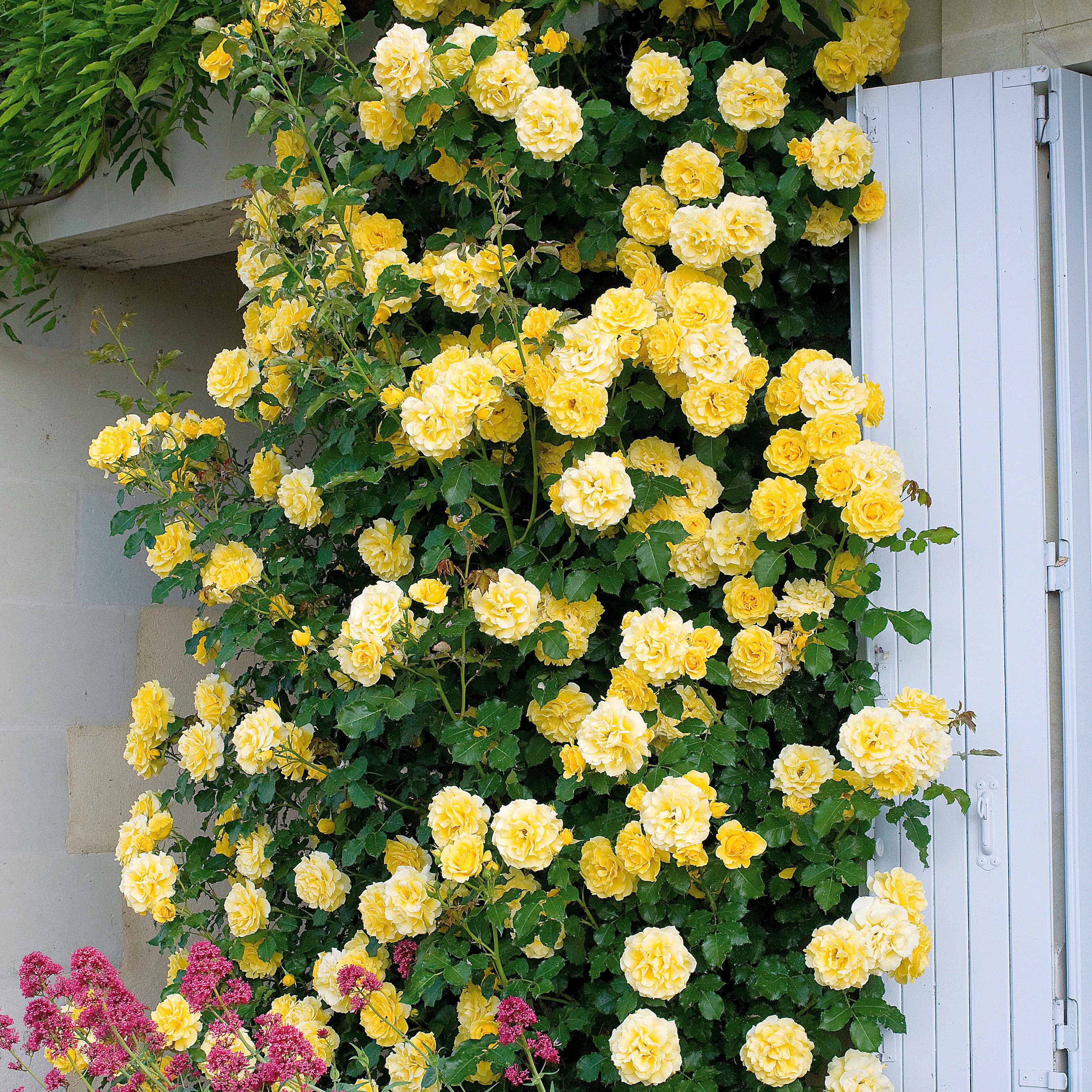Kletterrosen Mischung (Ronsard, Golden Gate, Santana) (x3) - Image 4
