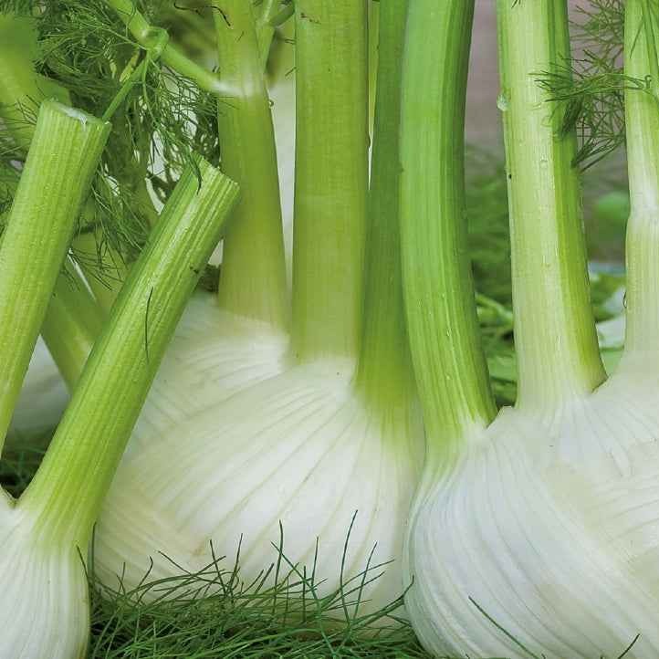 Knollenfenchel ‘Finale’ Bio