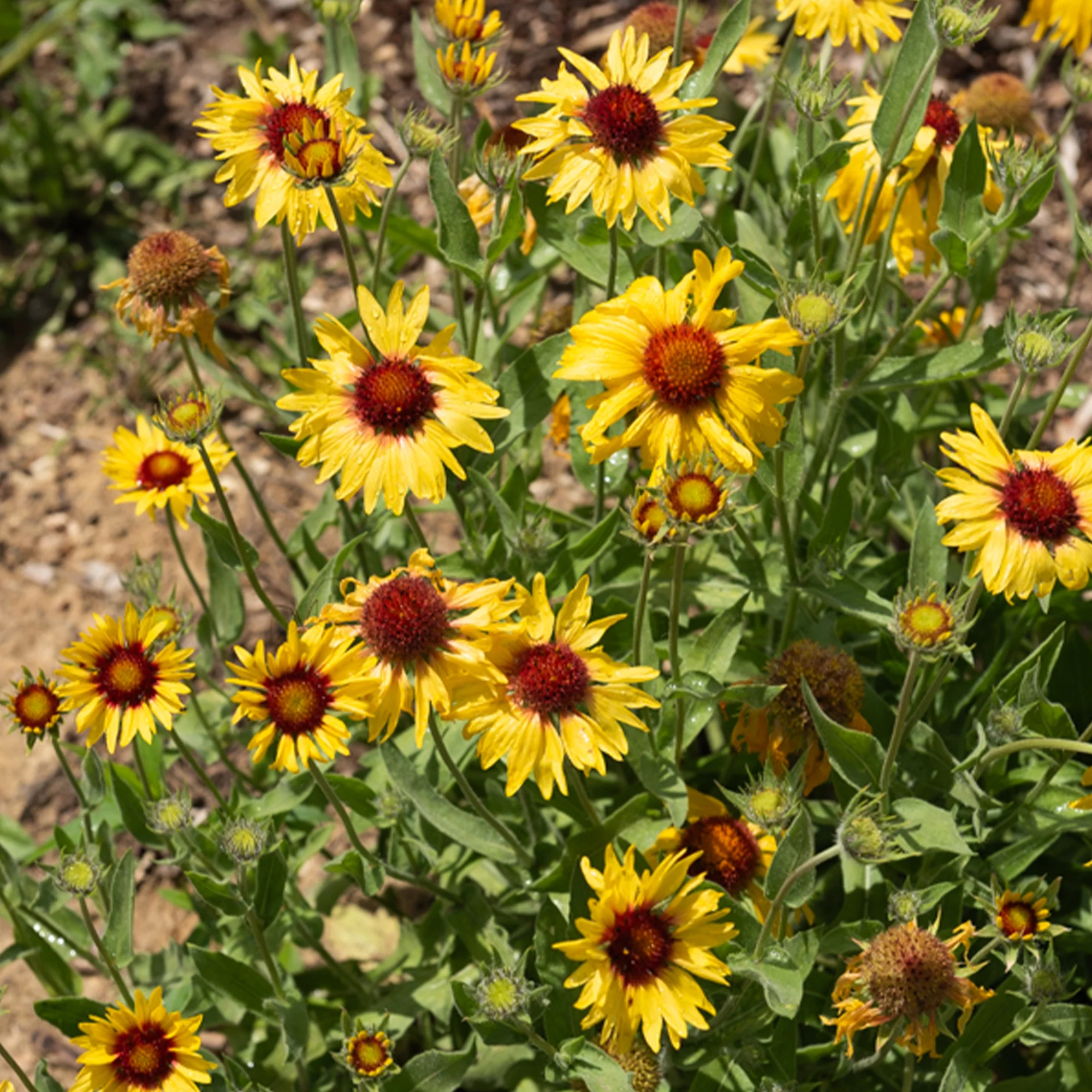 Kokardenblume ‘Amber Wheels’